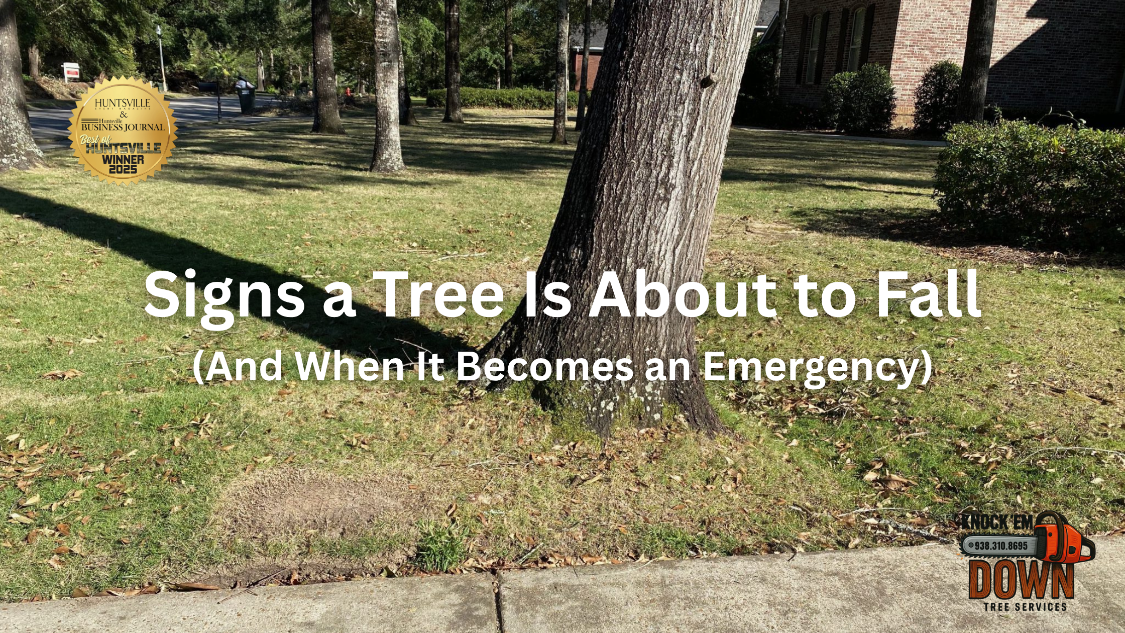 Signs a Tree Is About to Fall (And When It Becomes an Emergency)