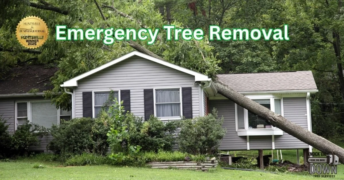 Emergency Tree Removal After Storms: What to Do Immediately