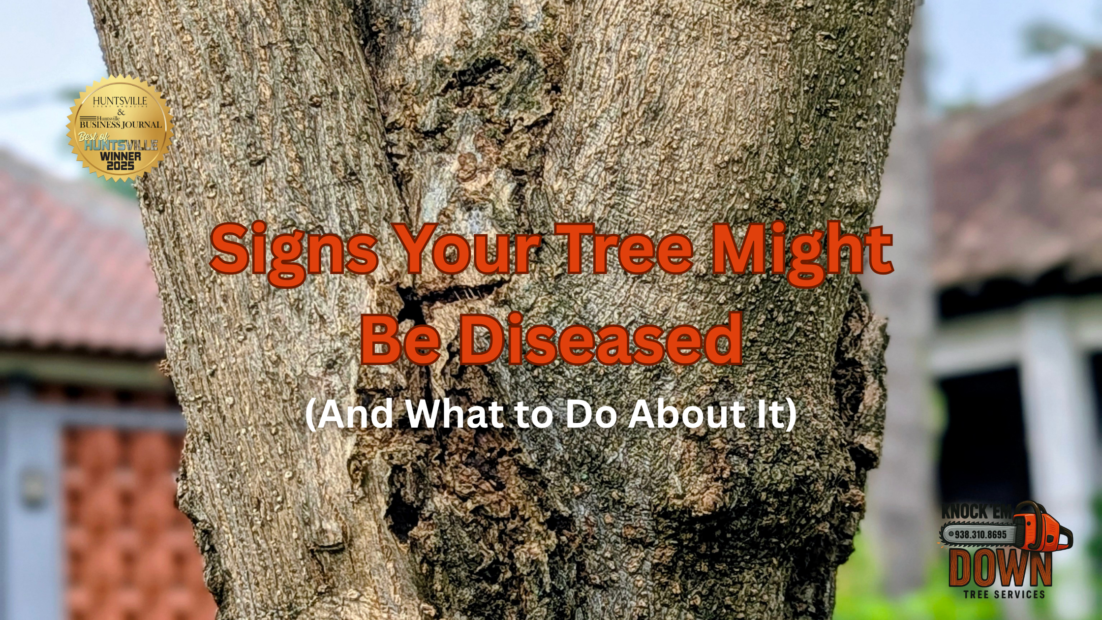 Signs Your Tree Might Be Diseased (And What to Do About It)