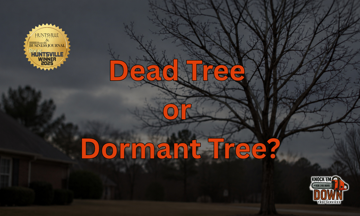 Dead Tree or Dormant Tree? How to Tell the Difference
