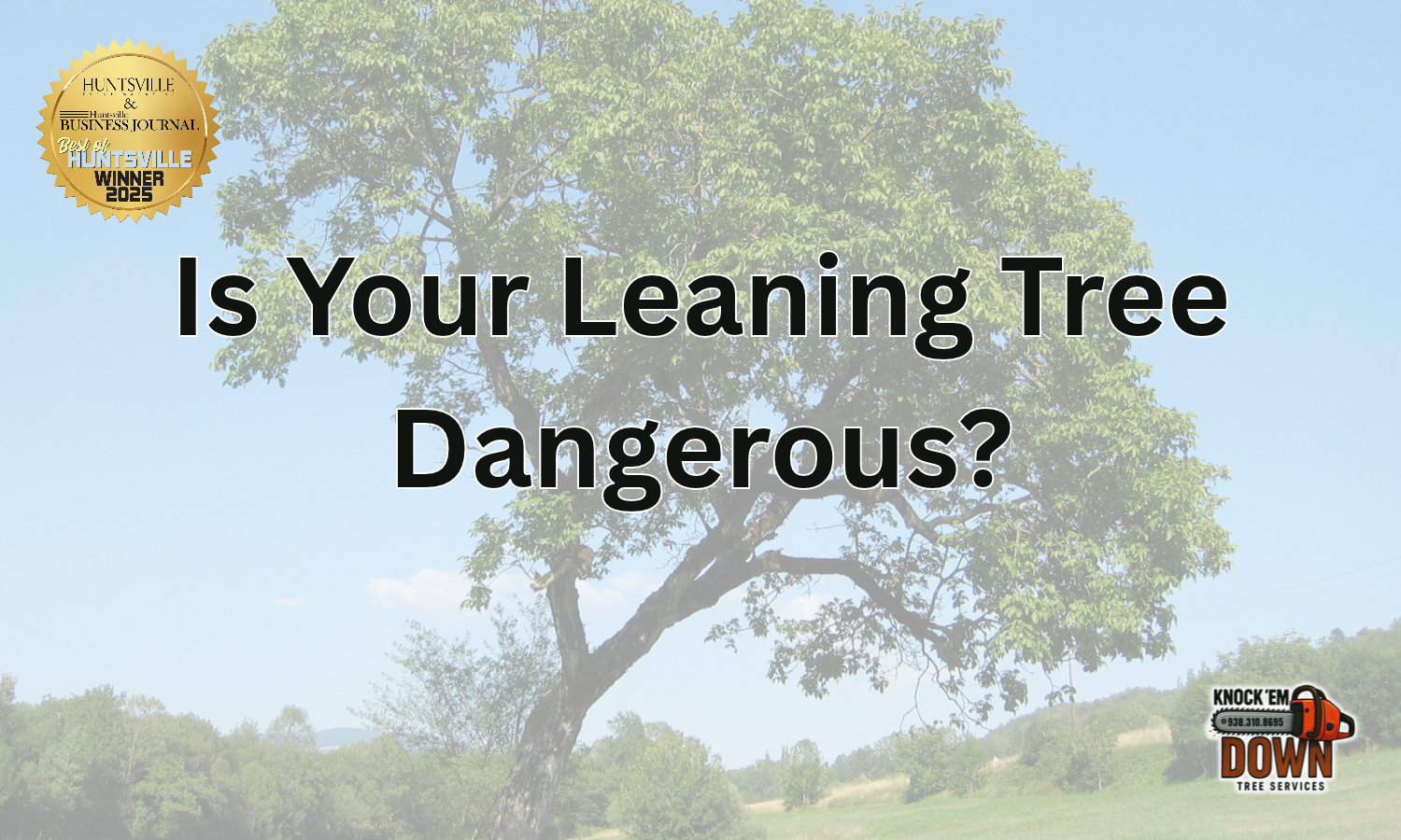 That Tree Is Leaning—But Is It Actually Dangerous?