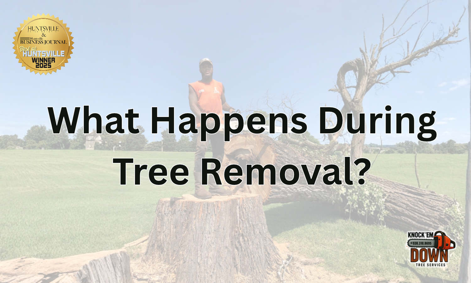 What Happens During a Professional Tree Removal?