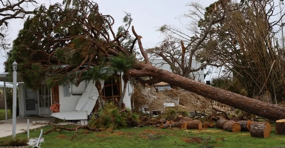 emergency tree removal.jpeg