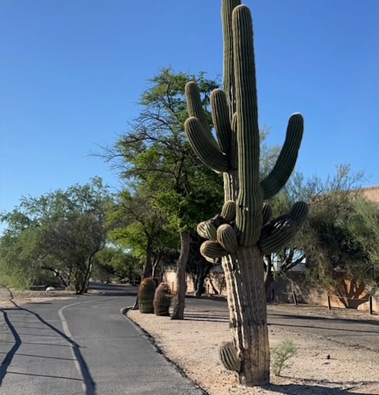 Desert landscape with a large saguaro cactus, trees, and a curved paved road under a clear blue sky.