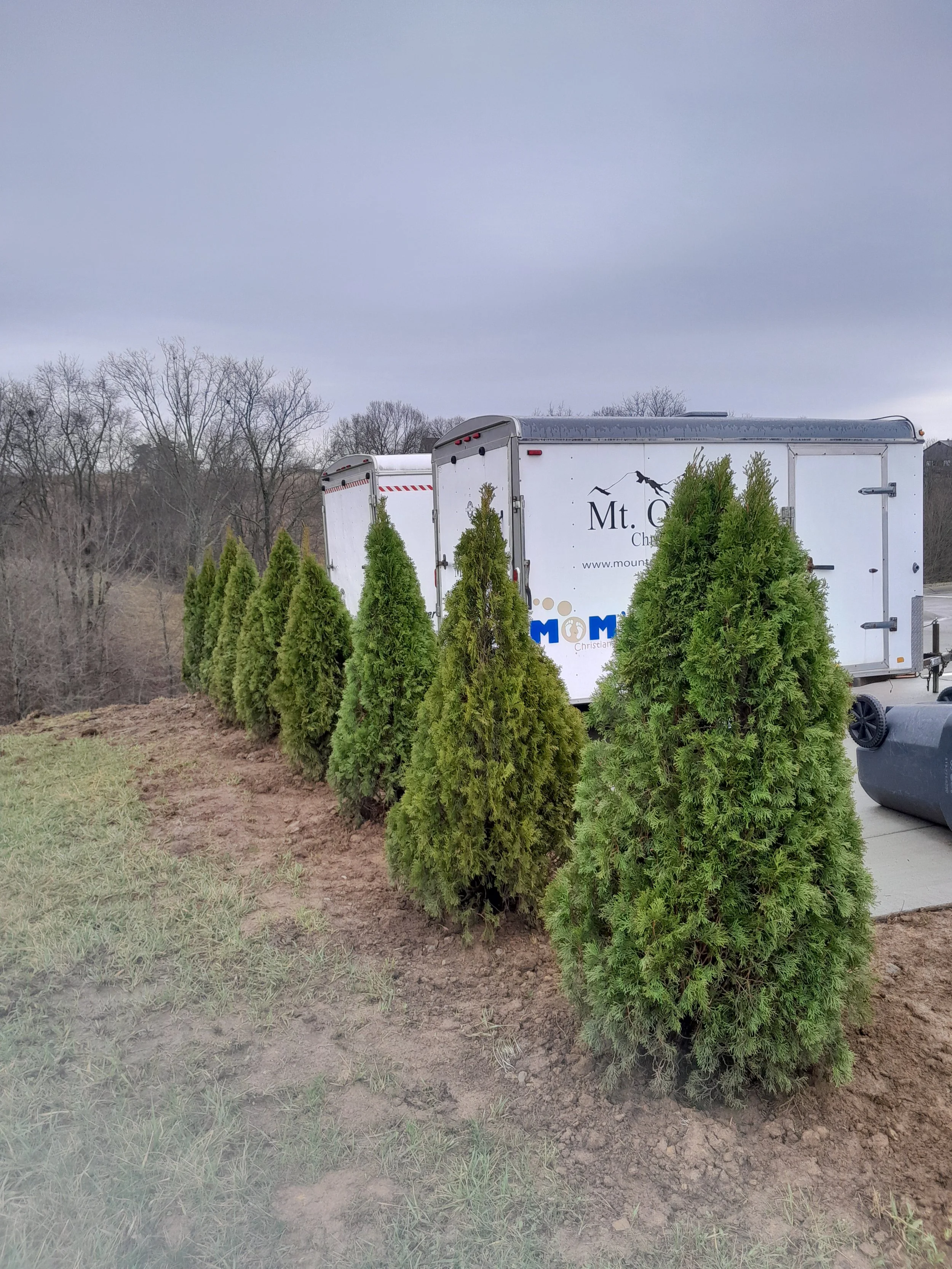 Row of green conifer trees planted in the ground beside a sidewalk, with a white trailer in the background under an overcast sky.