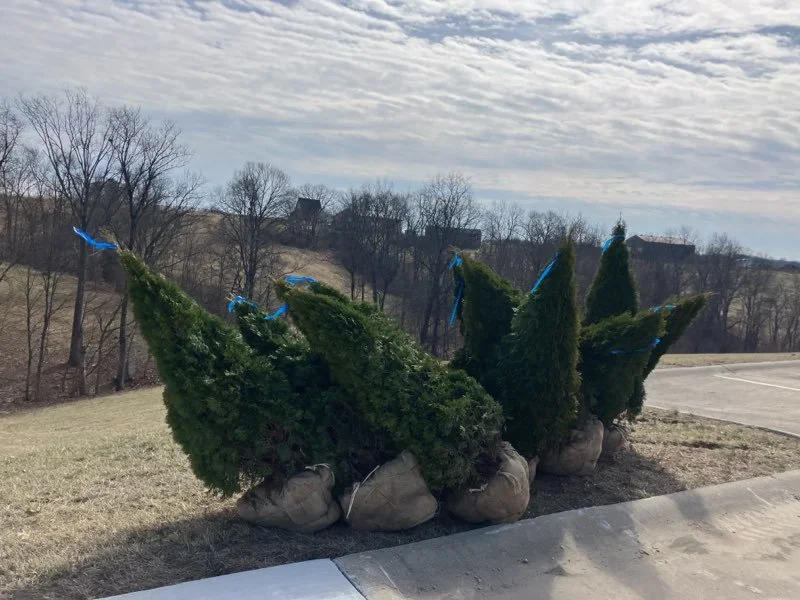 Arborvitaes planted for Mt. Olivet church to block the dumpster pad