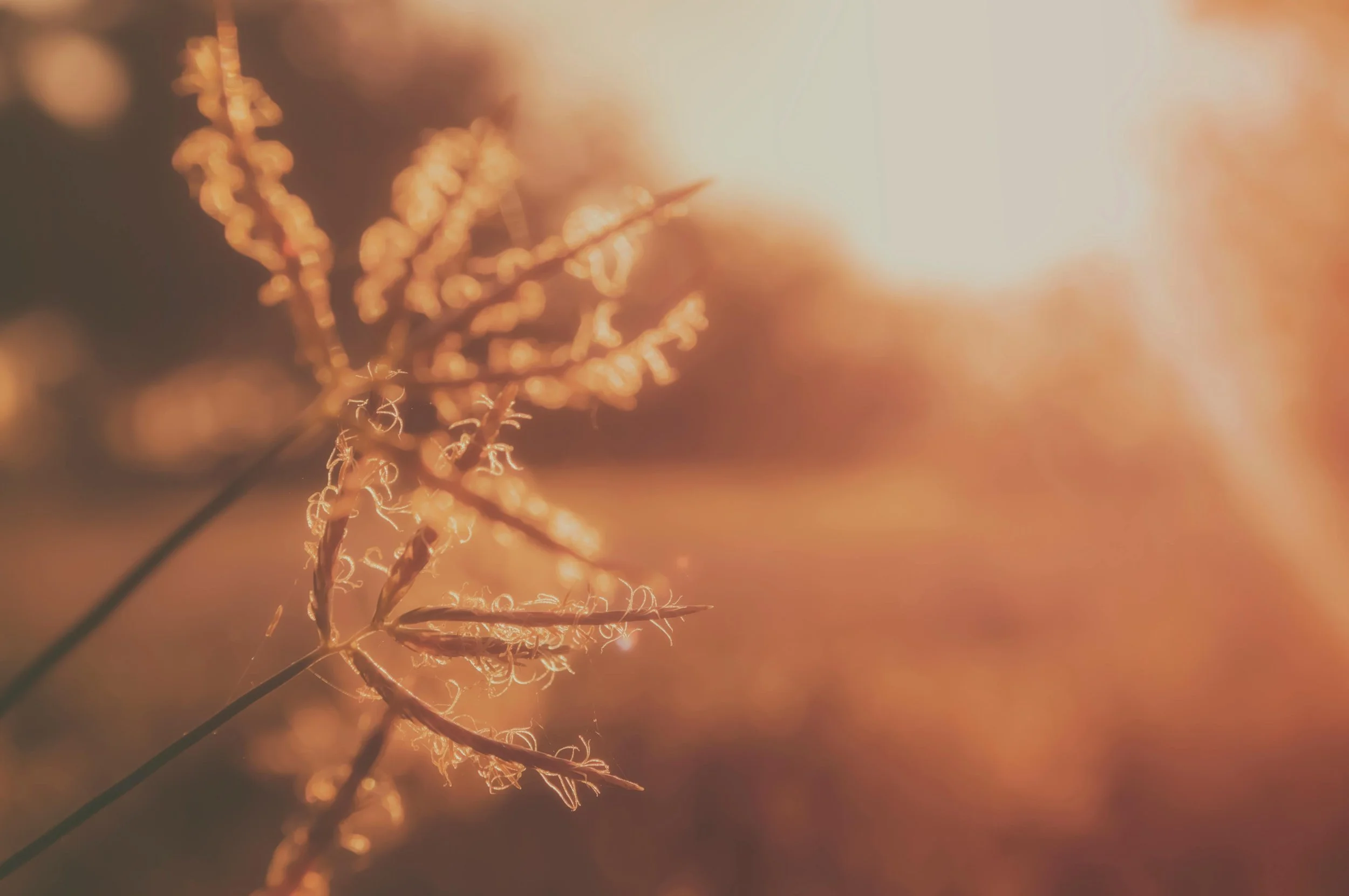 Close-up of a dry plant or grass illuminated by warm sunlight, with a soft focus background.