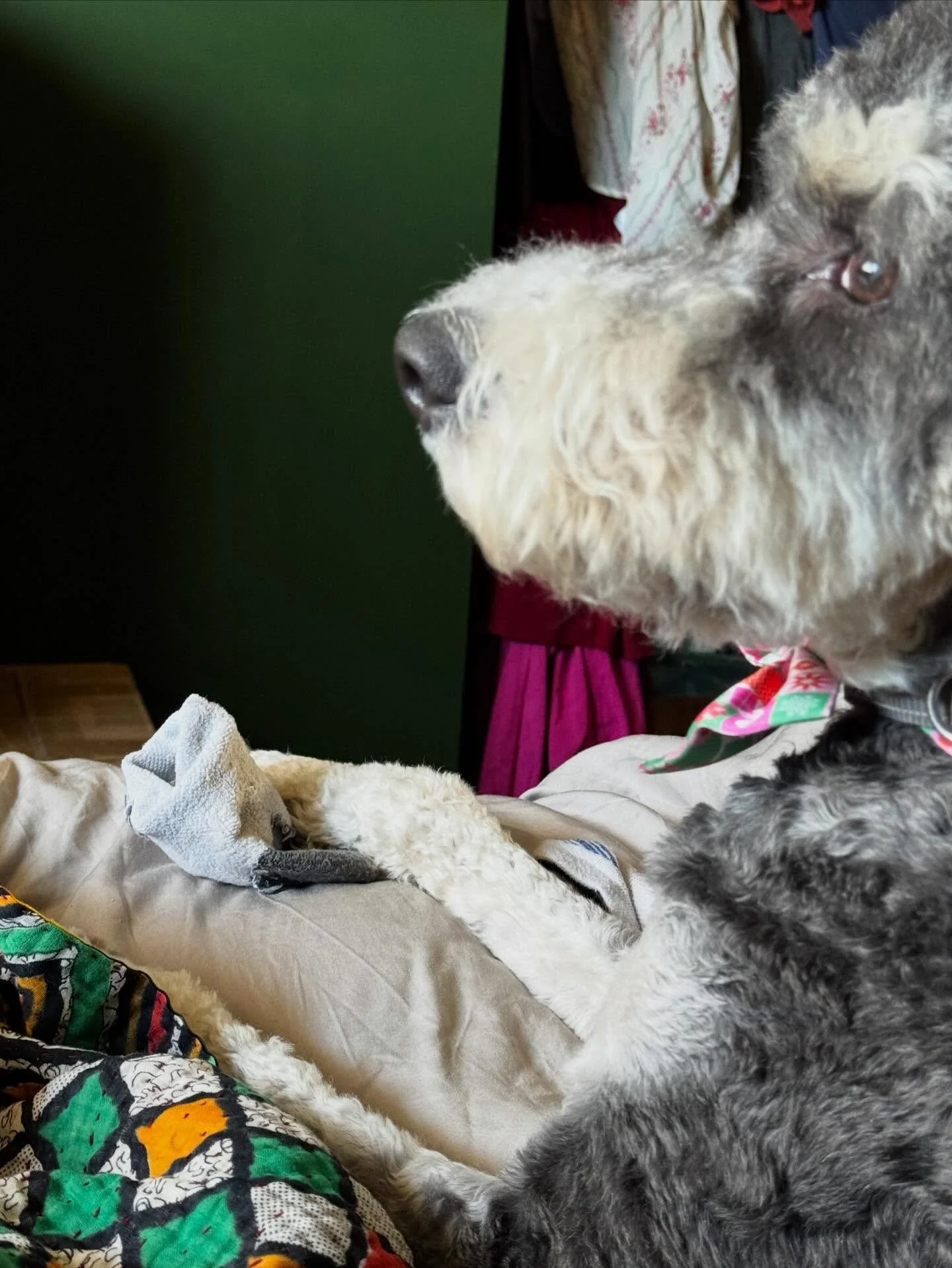 Sock thief. 

Tell me you have a doodle, without telling me you have a doodle. 

#bernedoodle #sockthief