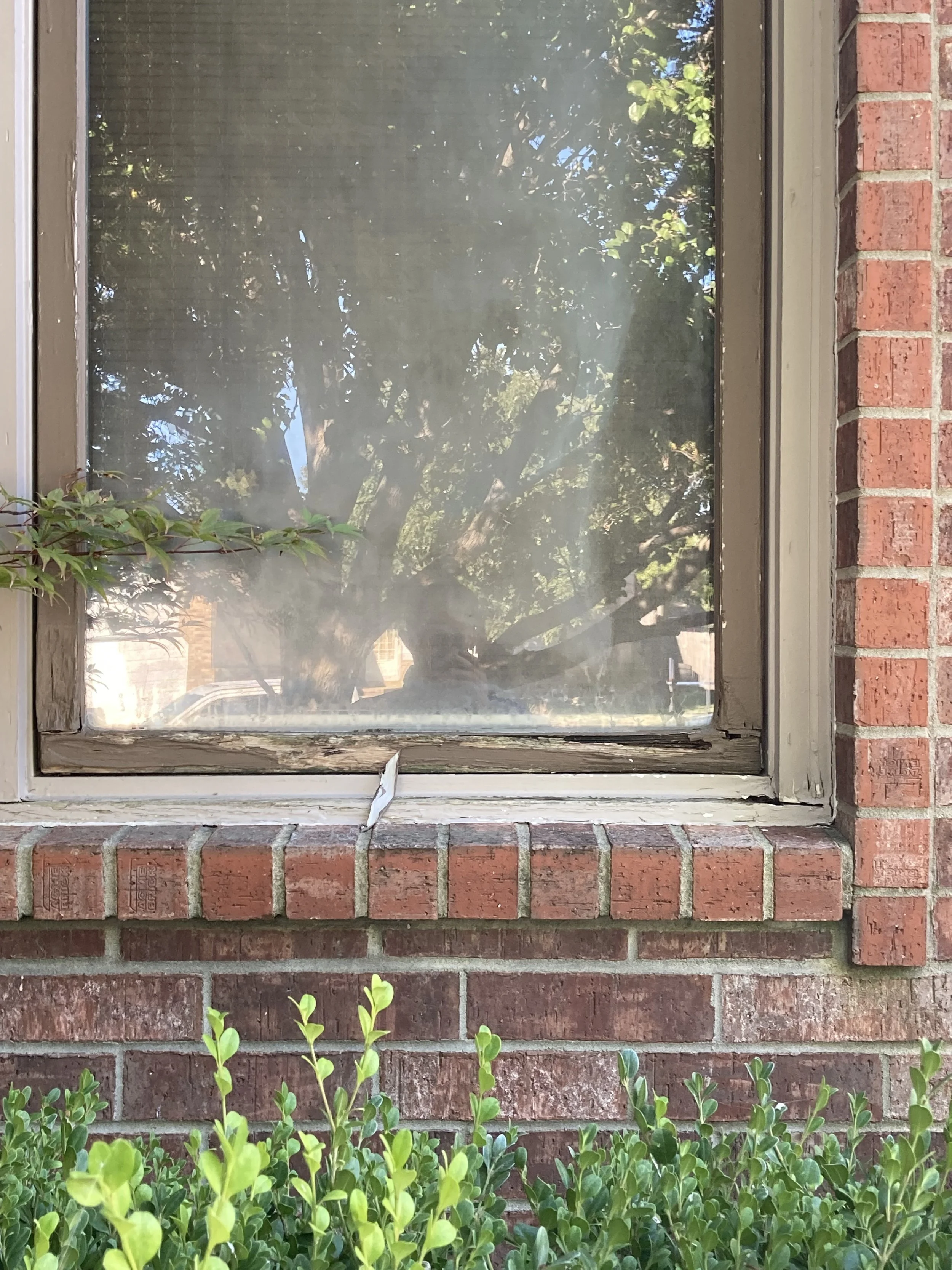 A window with a screen on a brick wall, with green plants growing in front. The window reflects trees and the sky.