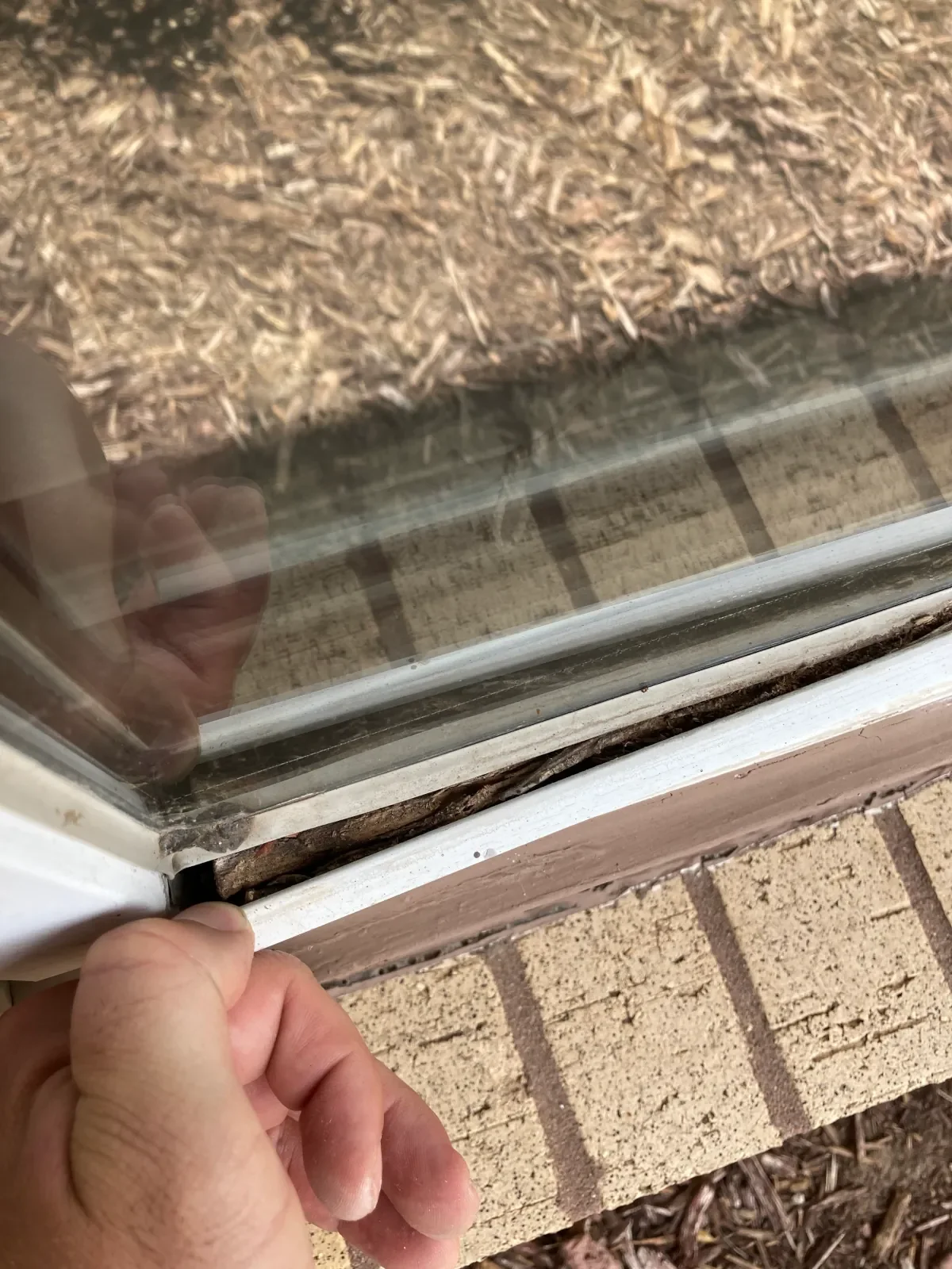 Person's hand pulling back a small weathered white frame to reveal a glass window with a brick wall and mulch outside.