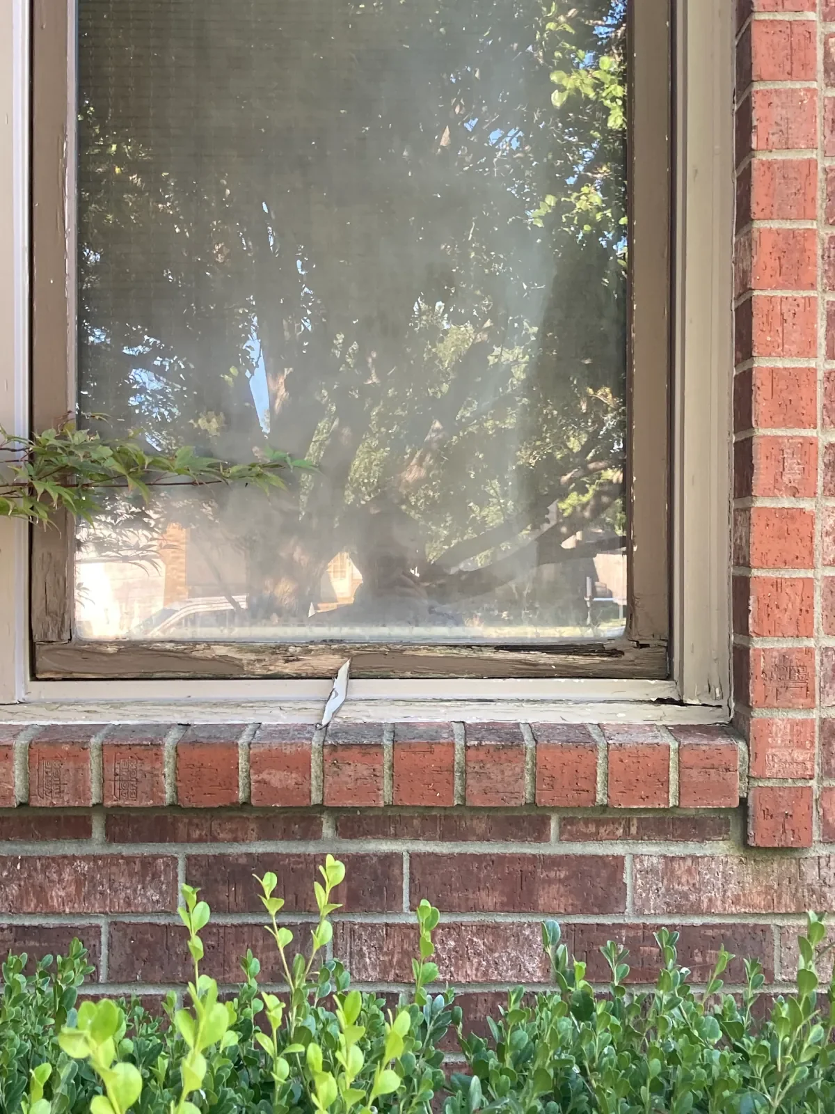 A window with a dirty or foggy pane, showing trees and a blue sky outside, set in a brick wall with some green plants beneath.