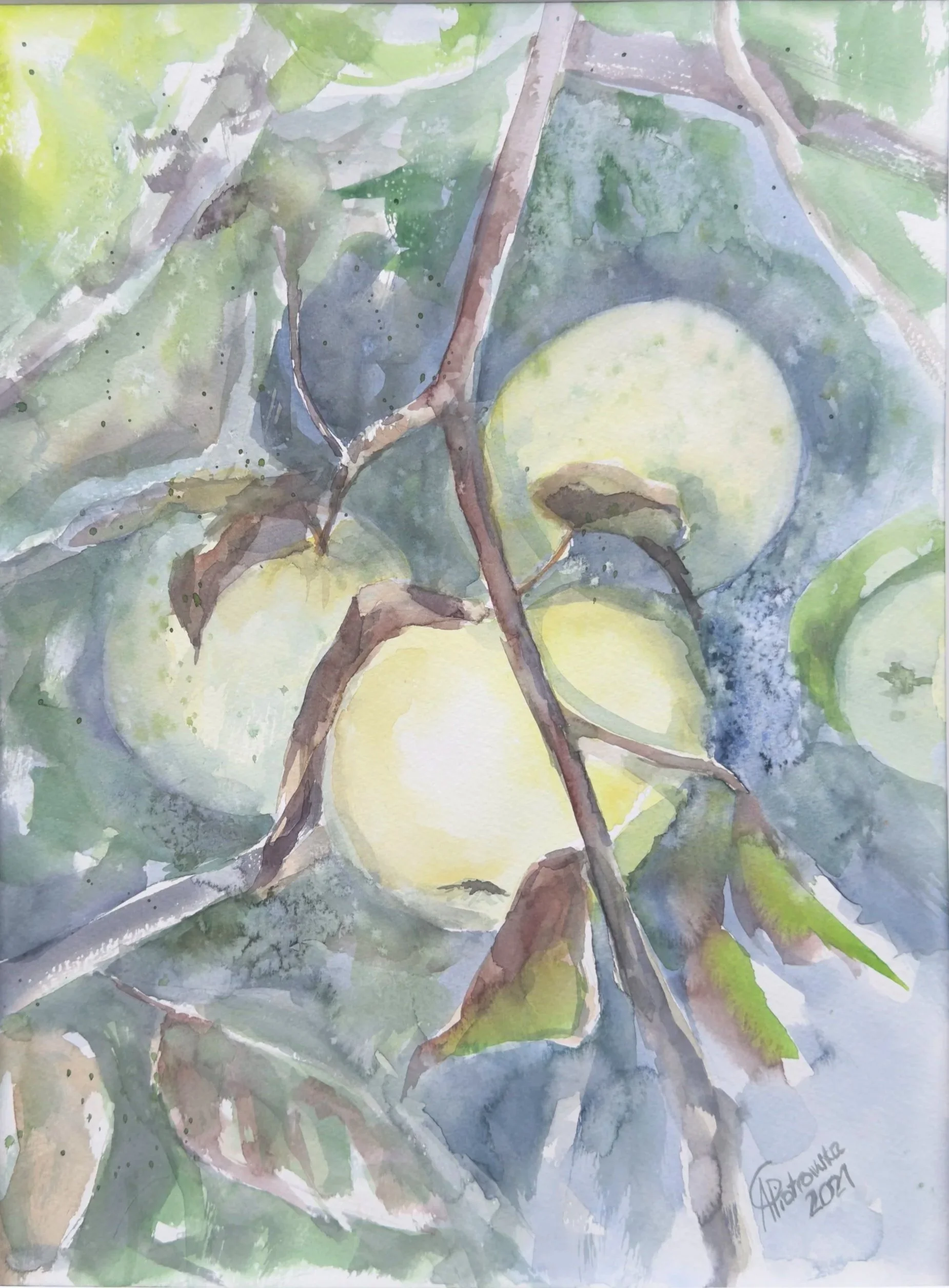 Jabłka sandomierskie - A. Czerwińska