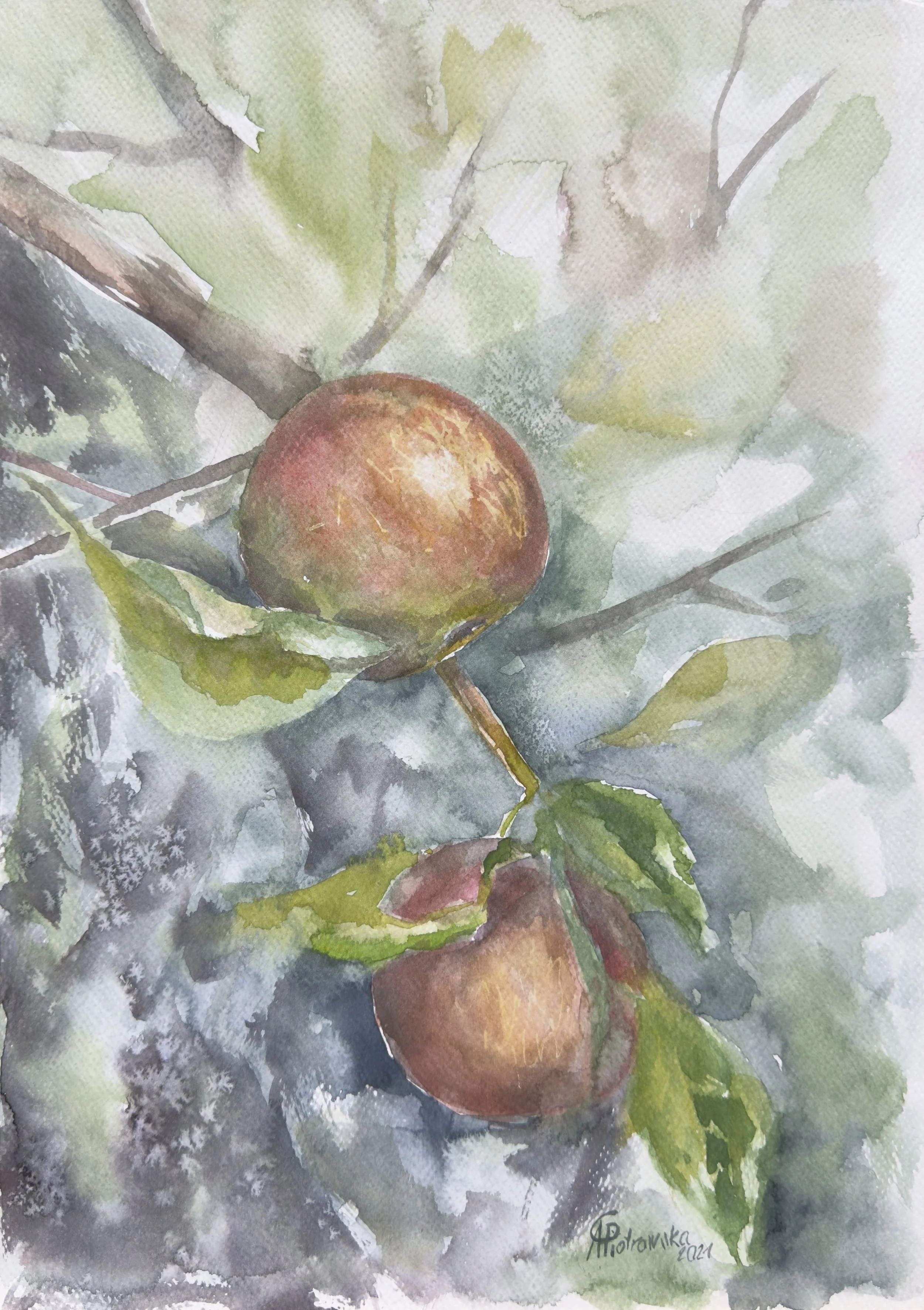 Jabłka sandomierskie II - A. Czerwińska