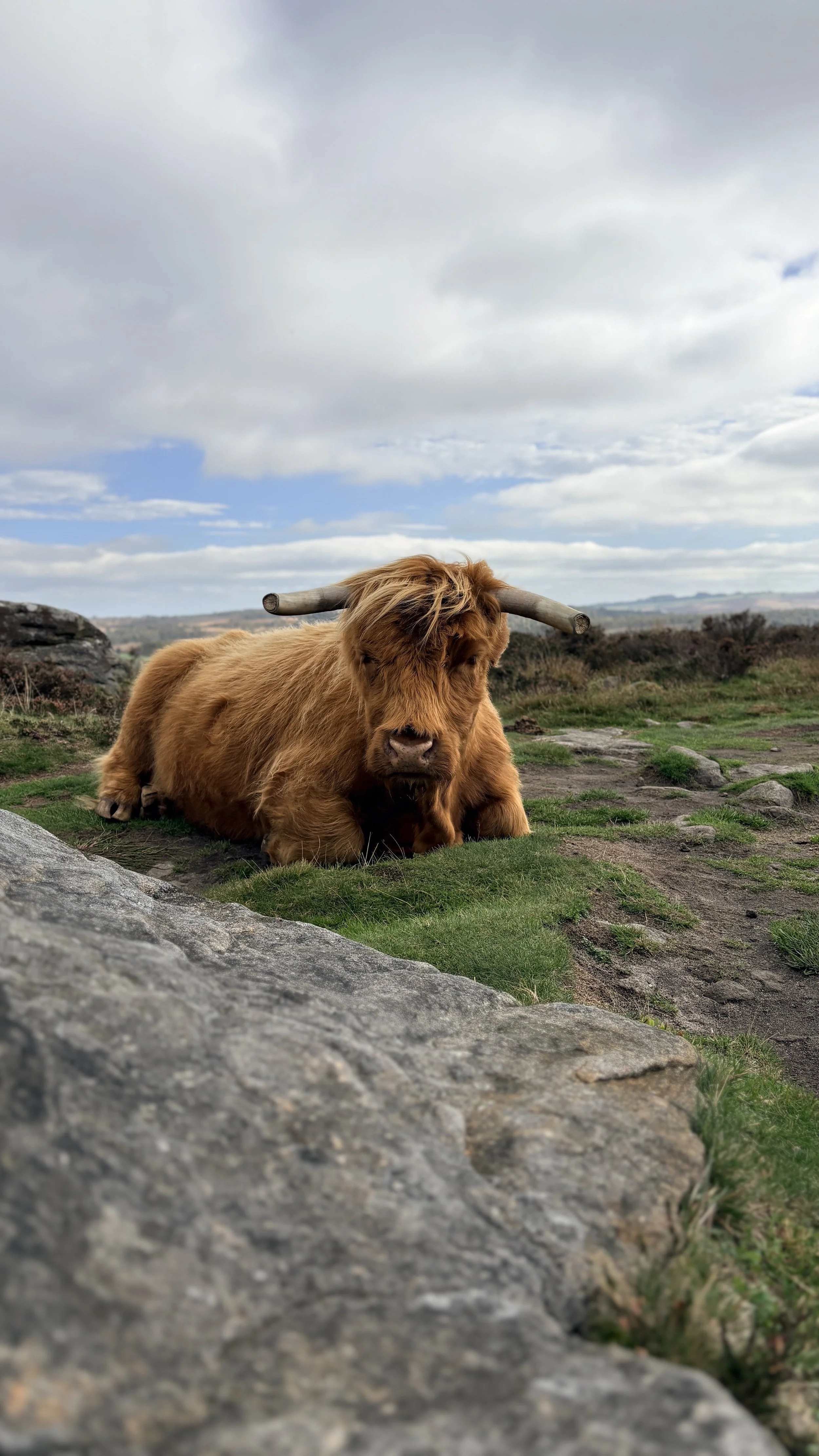 A Highland cow lying on the grassy ground outdoors with a cloudy sky in the background.