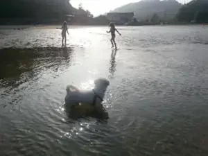 un perro es el amigo de juegos de los pequeños