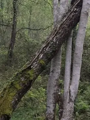 la resiliencia nos ayuda a afrontar las situaciones adversas
