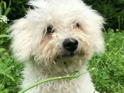 un animal de compañia puede dotar a la persona de afecto y evitar el sedentarismo