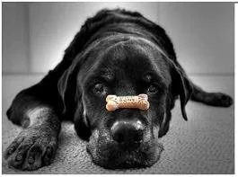 perro tumbado con un hueso encima de la nariz