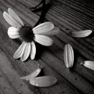 flor de la que van cayendo pétalos al suelo