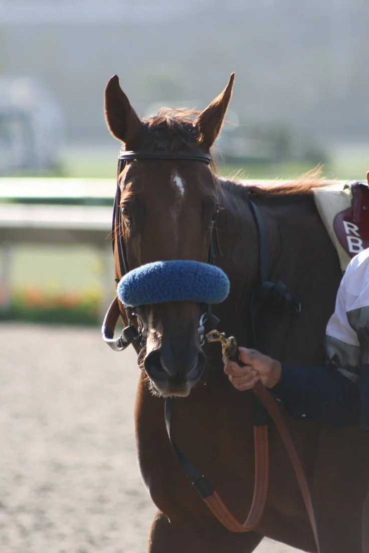 a young chestnut colt.jpeg