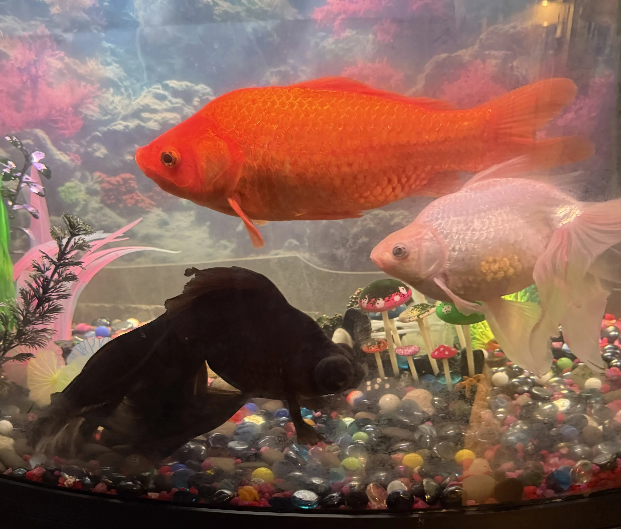 Four colorful fish swimming in an aquarium with decorative plants, mushrooms, and multicolored gravel.