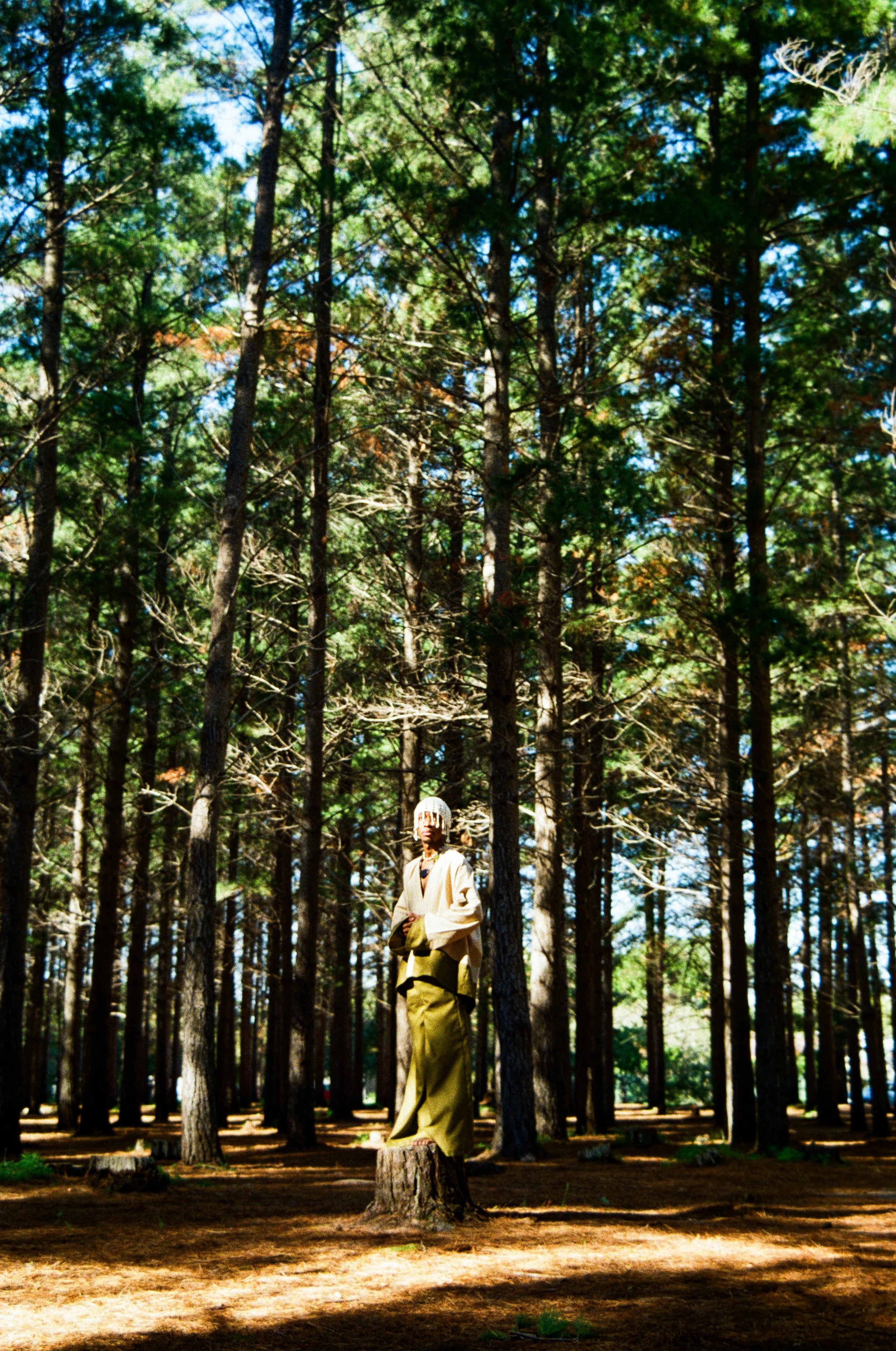 A person, Zwide Ndwandwe, standing on a tree stump in a forest of tall pine trees, with sunlight filtering through the foliage.