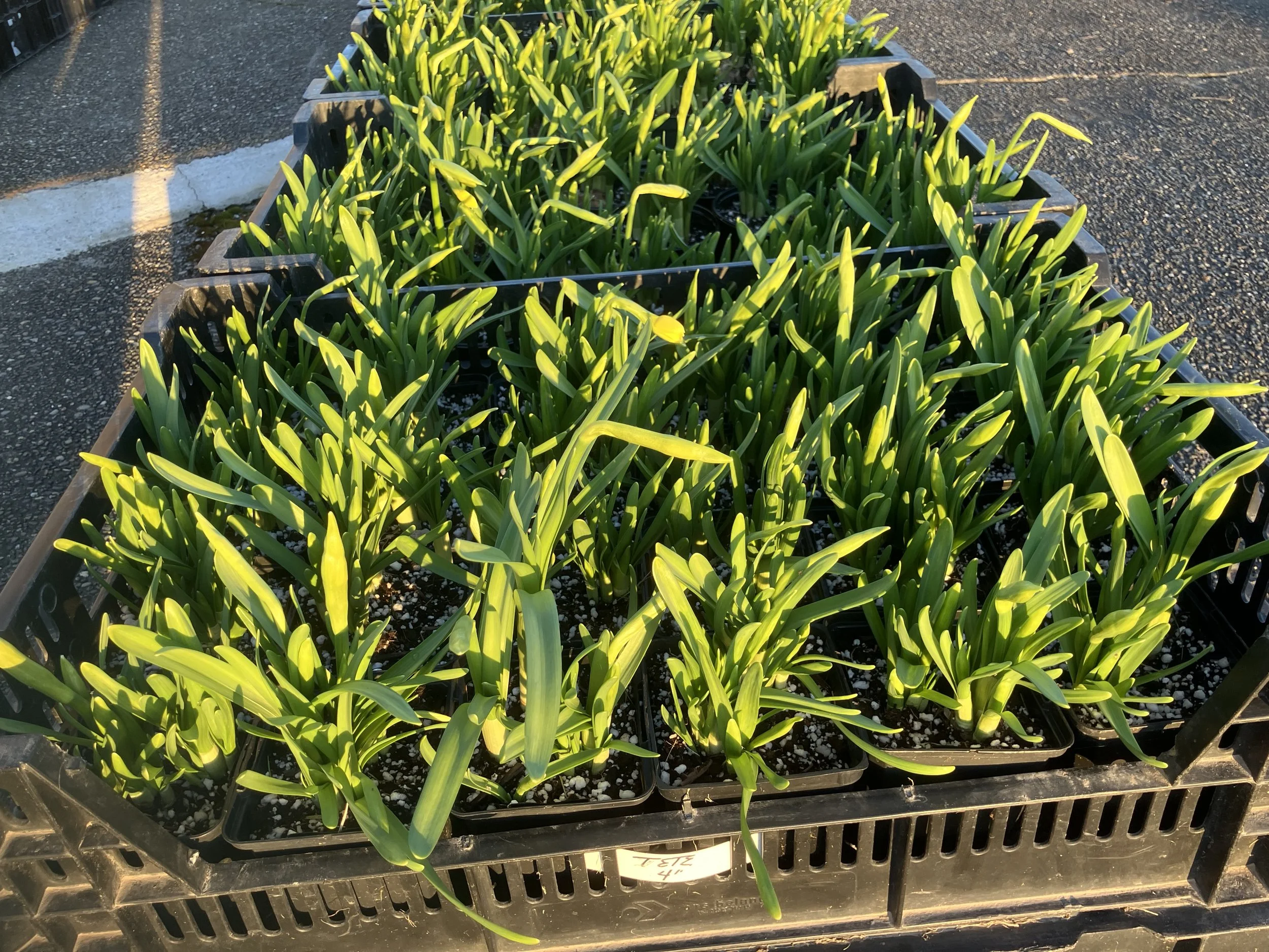 4” Potted Bulbs - Tete-a-Tete Dwarf Daffodils