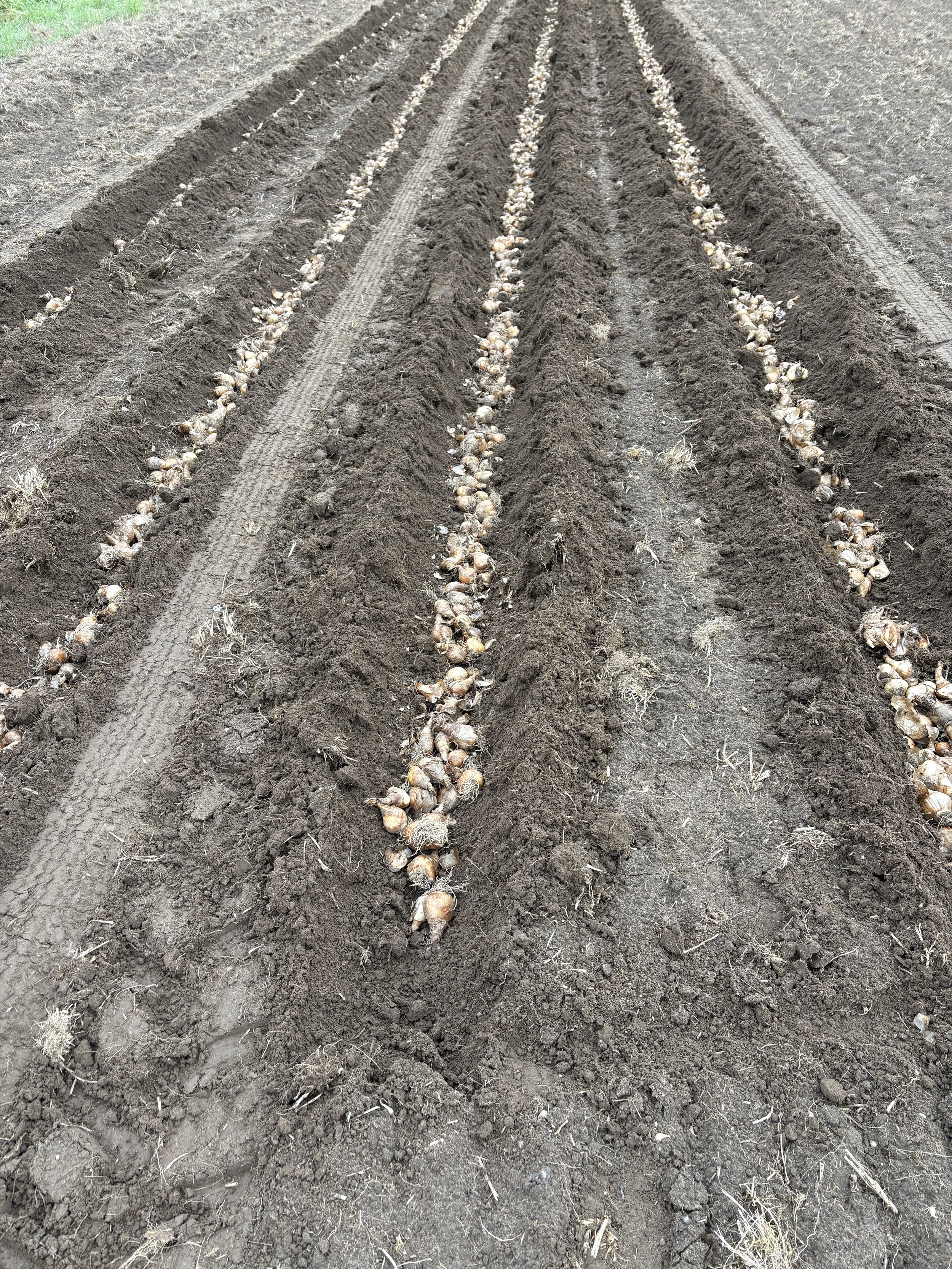 Ground with bulbs planted