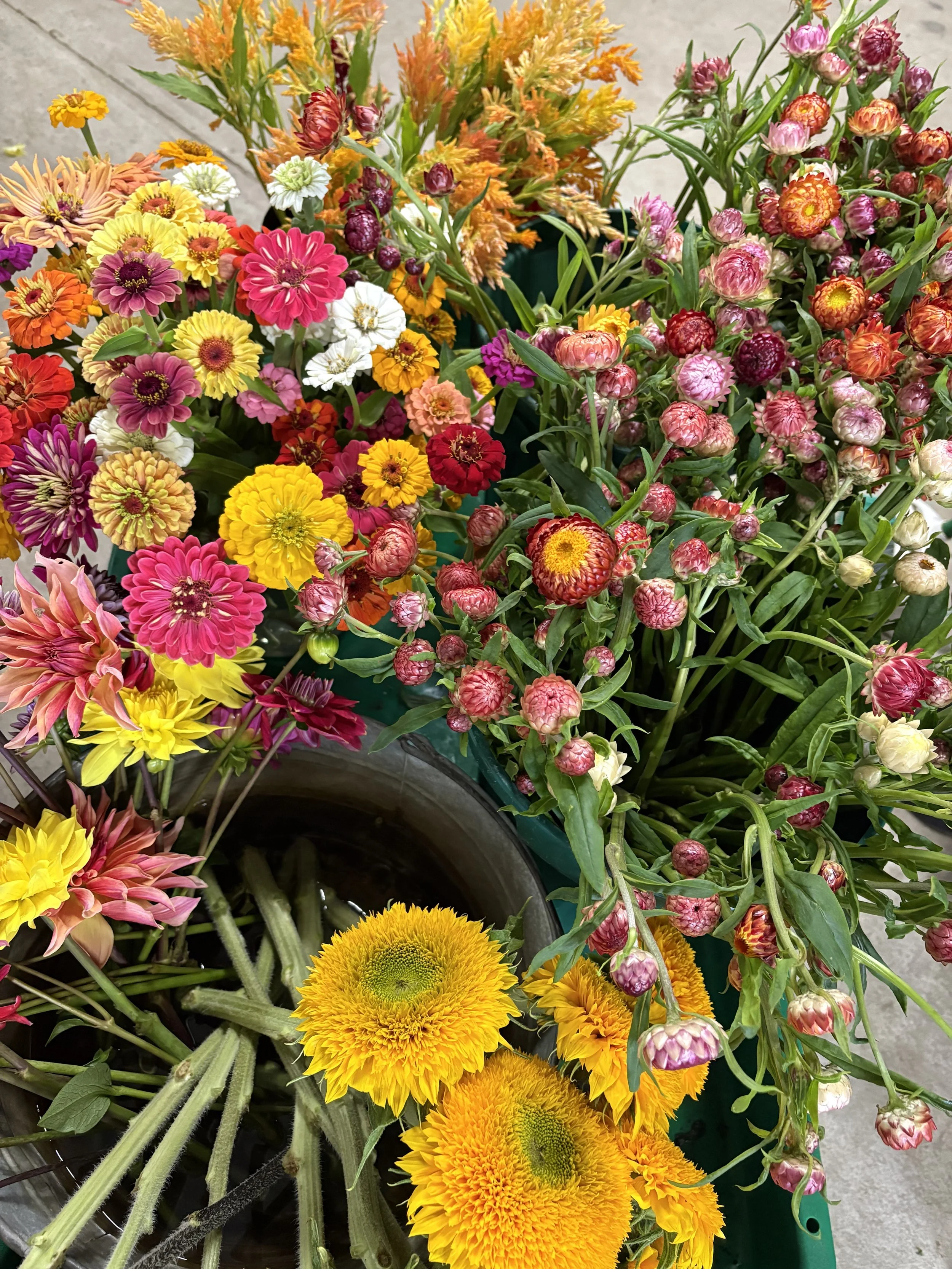 Mixed summer flowers