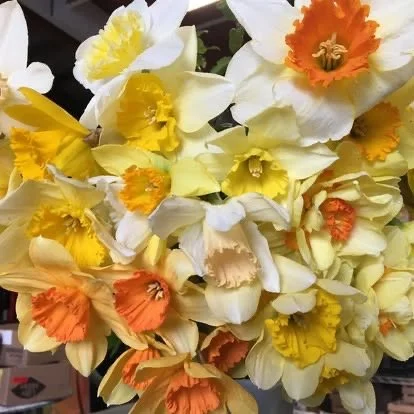 Orange and yellow daffodils