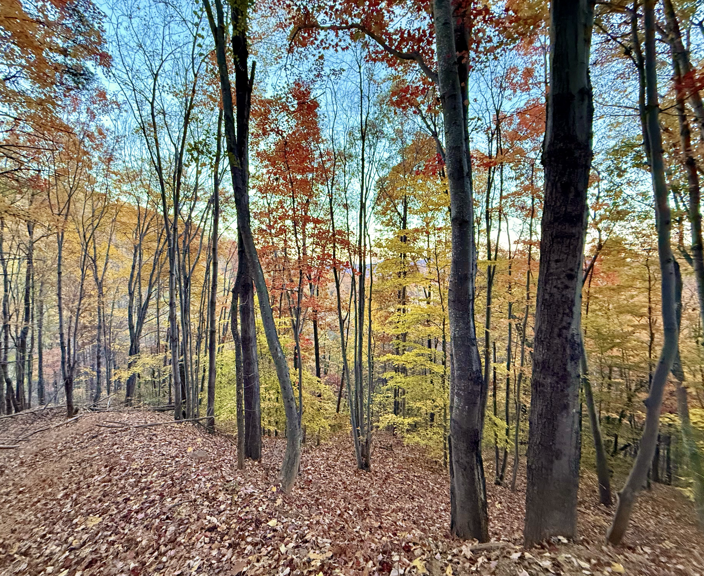 Screenshot 2026-01-31 at 11.44.46 AM.png