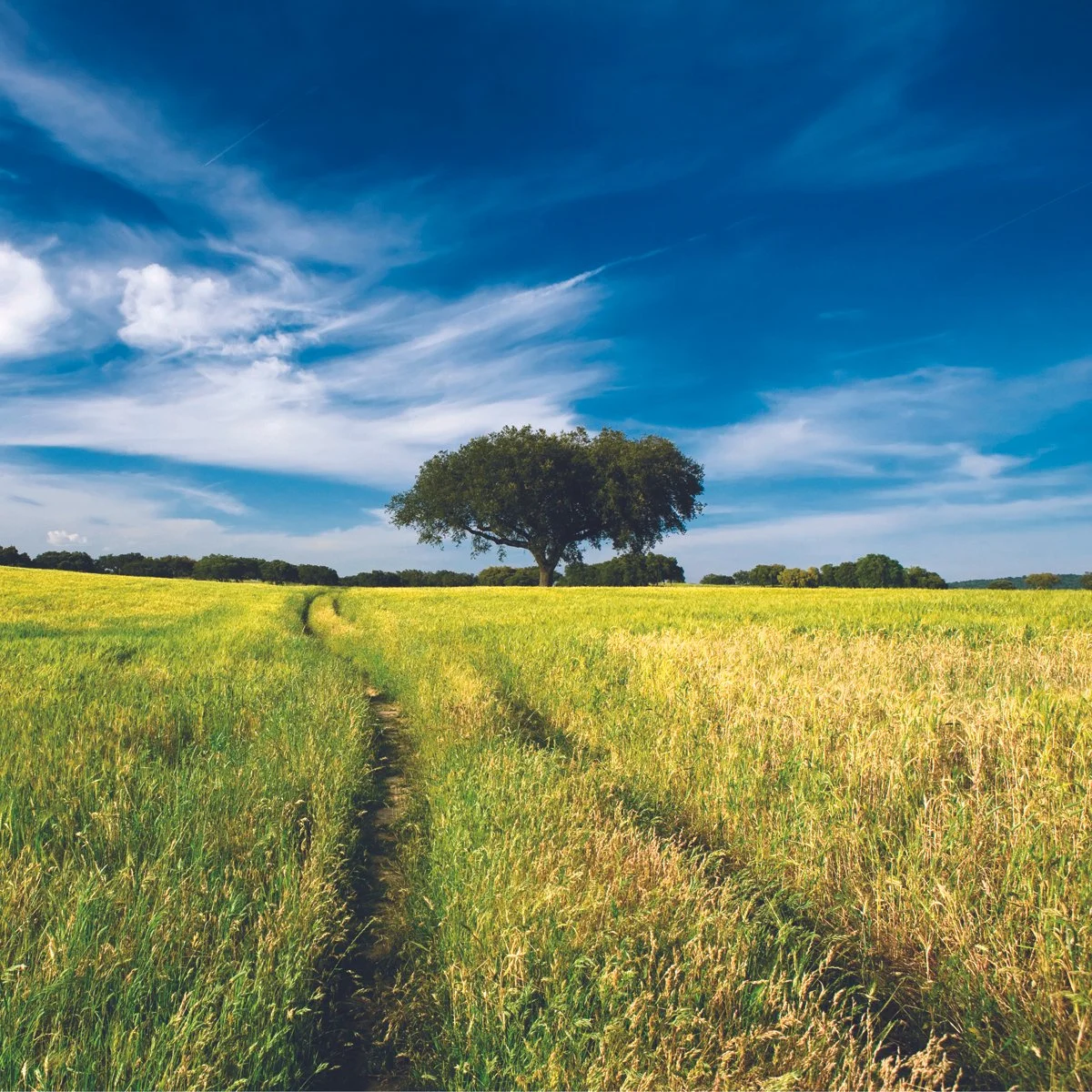 A scenic landscape with a single large tree in the middle of a green and yellow grassy field, under a blue sky with some clouds, suggesting reaching your financial goals