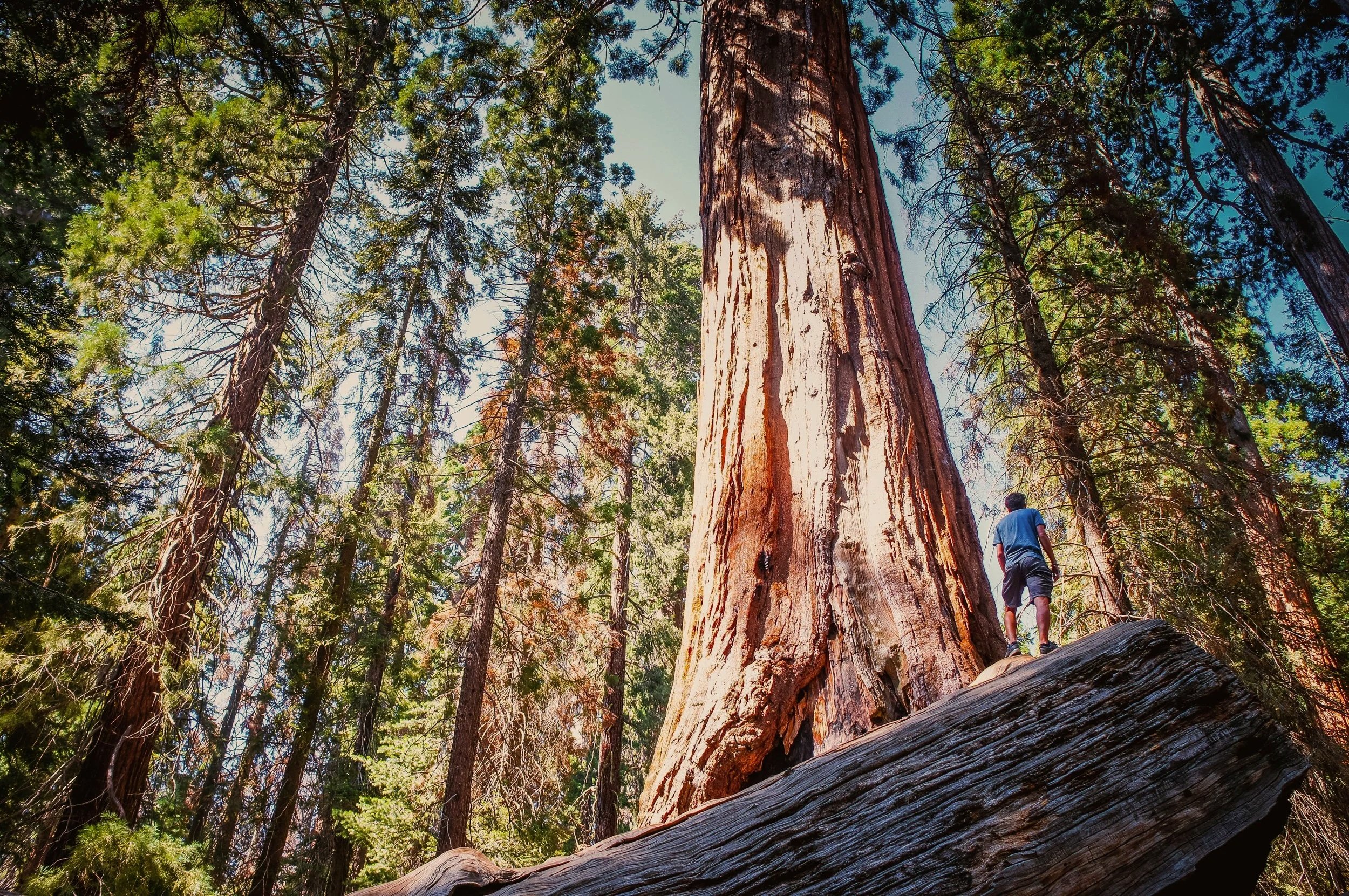 A man standing on a fallen log in a dense forest with tall trees, sunlight filtering through the leaves, and a giant redwood tree in the background.