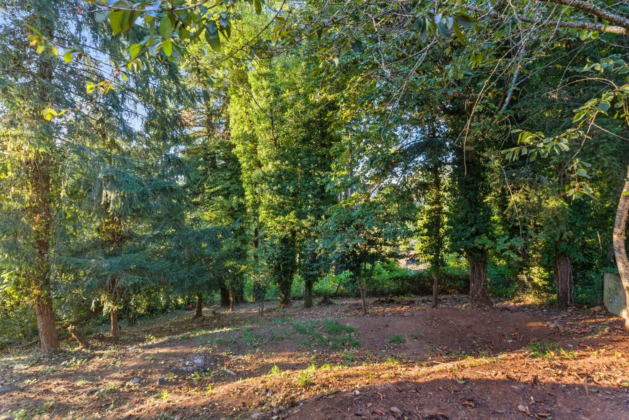 A wooded area with various trees and green foliage, sunlight filtering through the leaves, and a ground covered with dirt and small plants.