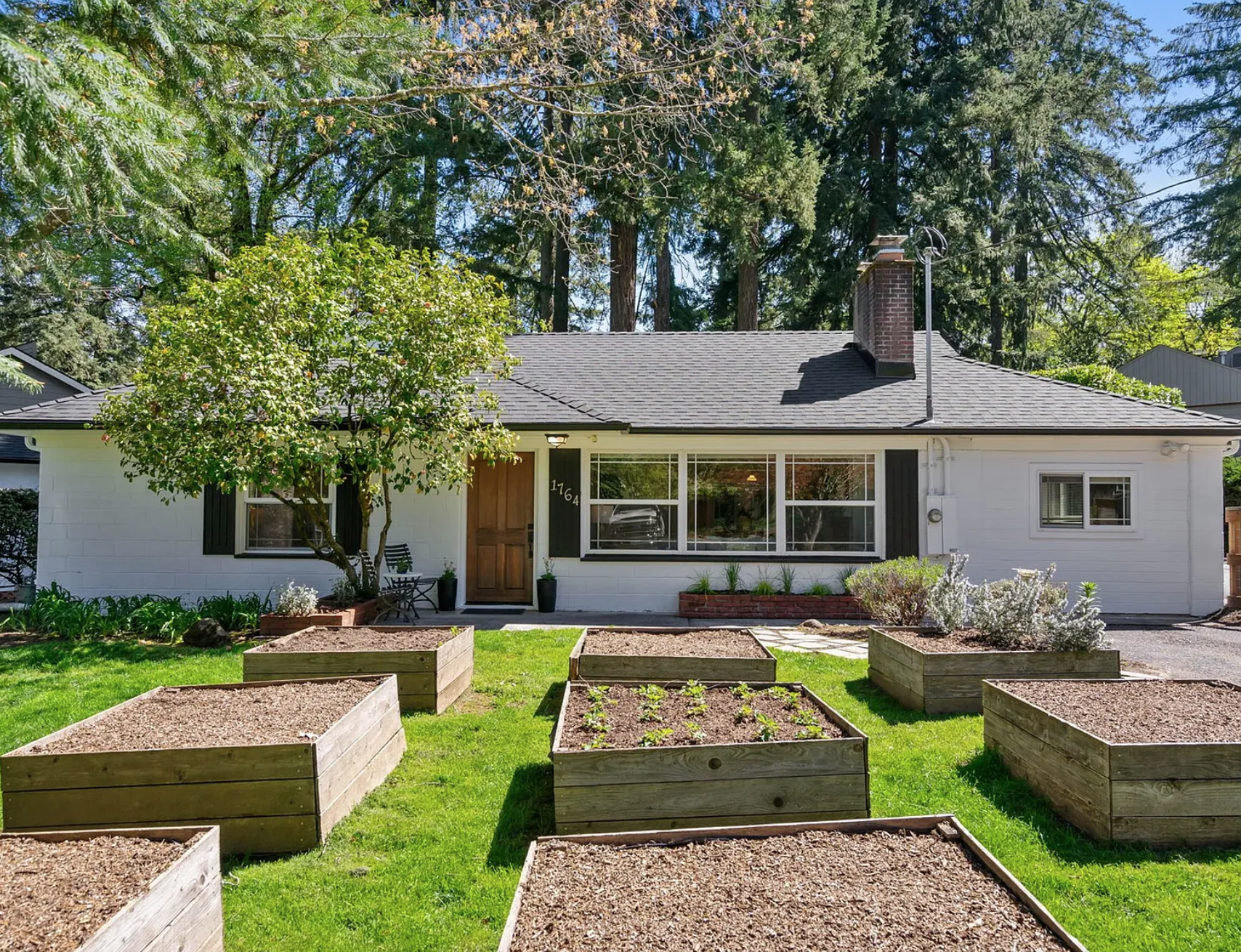 Front view of a white house with a black roof, brick chimney, and large front windows, surrounded by a lawn with raised garden beds and a small tree, with tall trees in the background.