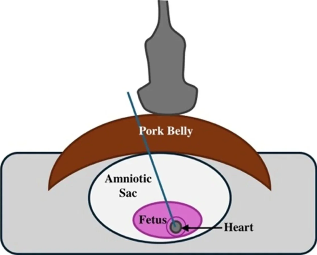 Diagram showing a pig's abdomen with a needle inserting into the pork belly, targeting the fetus inside the amniotic sac within the abdomen.