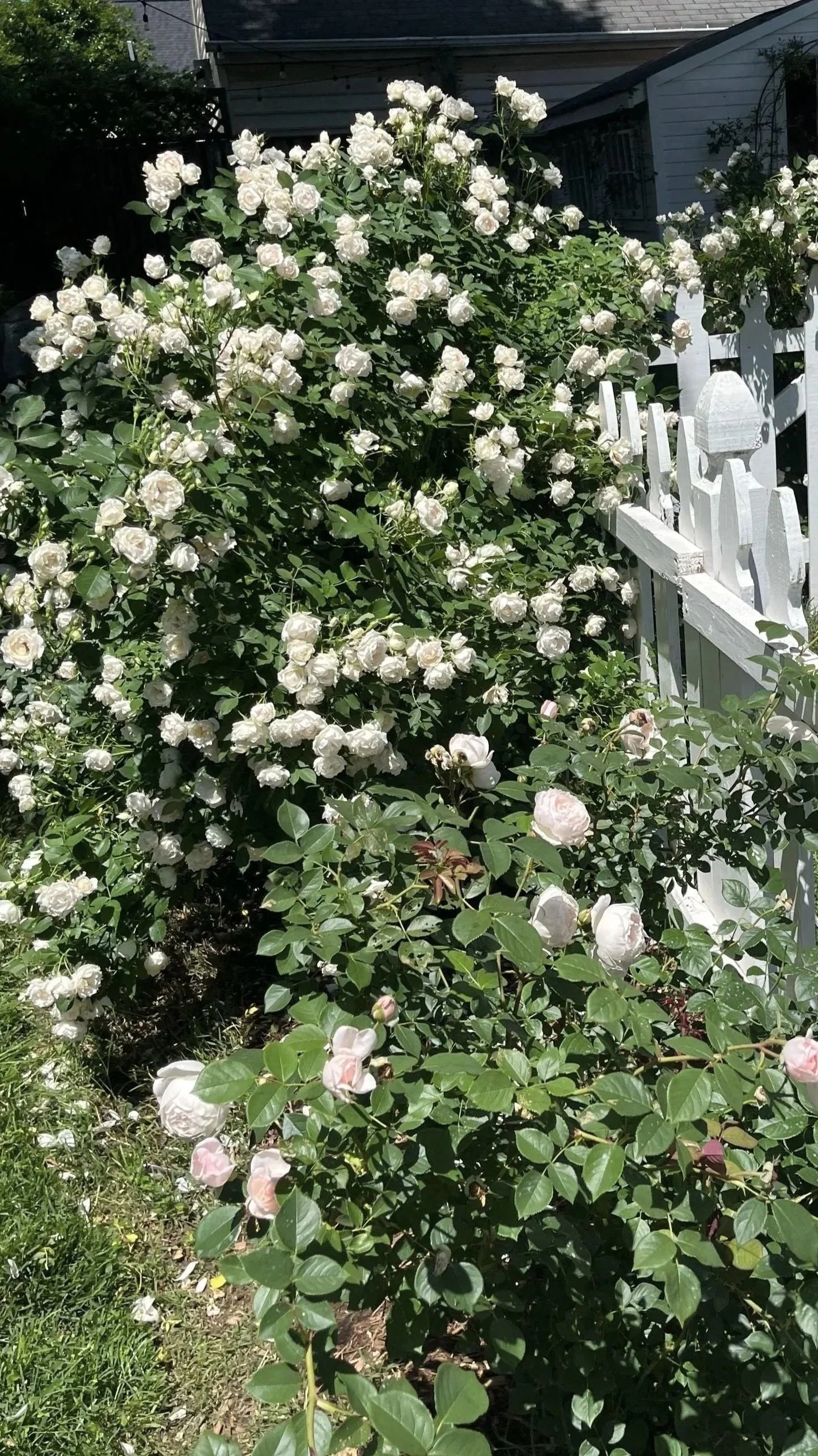 A white rose bush with many blooms next to a white picket fence in a garden.