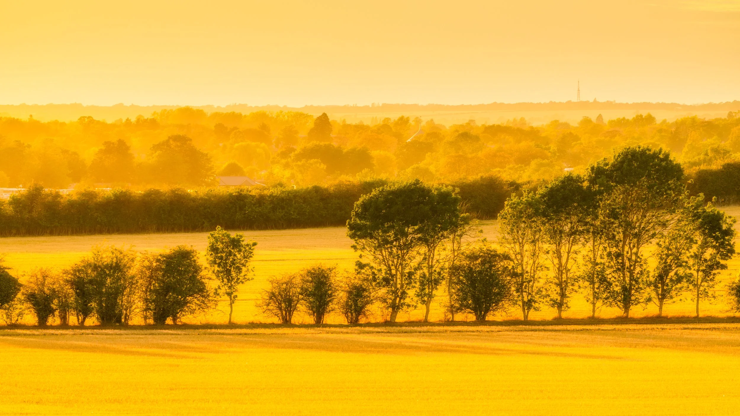 Golden Haze