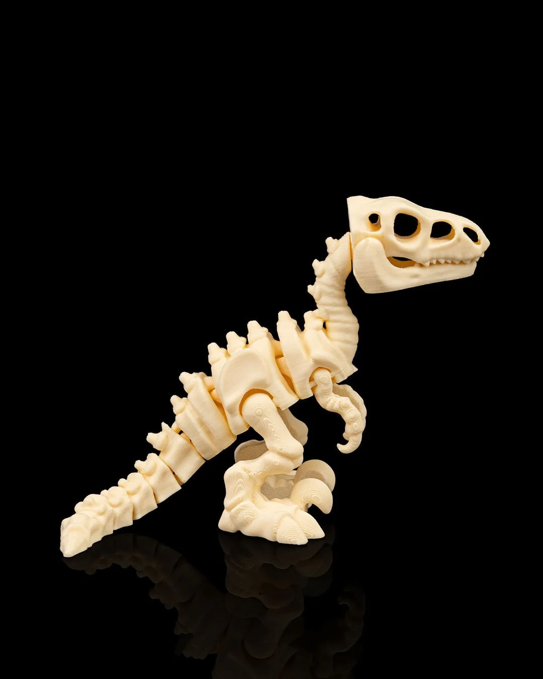 Skeleton_Velociraptor4_4ecbe207c1.jpg