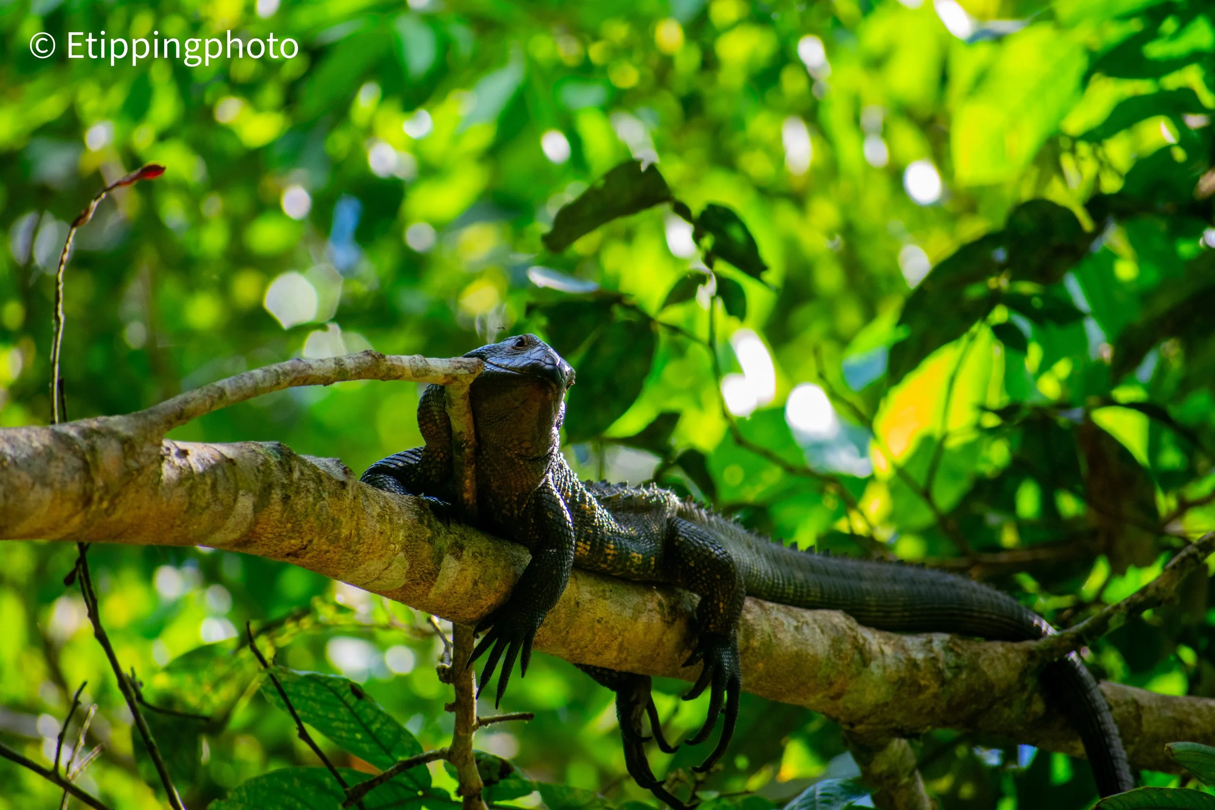 Northern Caiman Lizard (Dracaena guianensis) — Yasuní National Park, Ecuador
300 mm · 1/320 s · f/6.3 · ISO 800