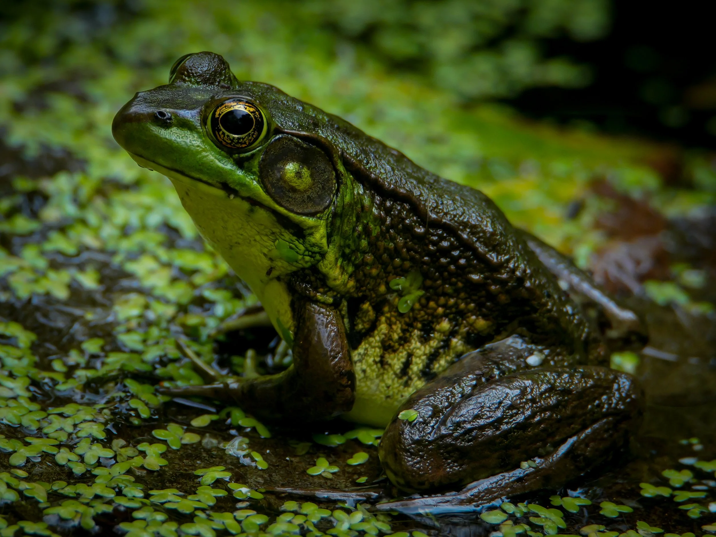 American Bullfrog (Lithobates catesbeianus) — New Jersey
 600 mm · 1/640 s · f/7.1 · ISO 2000