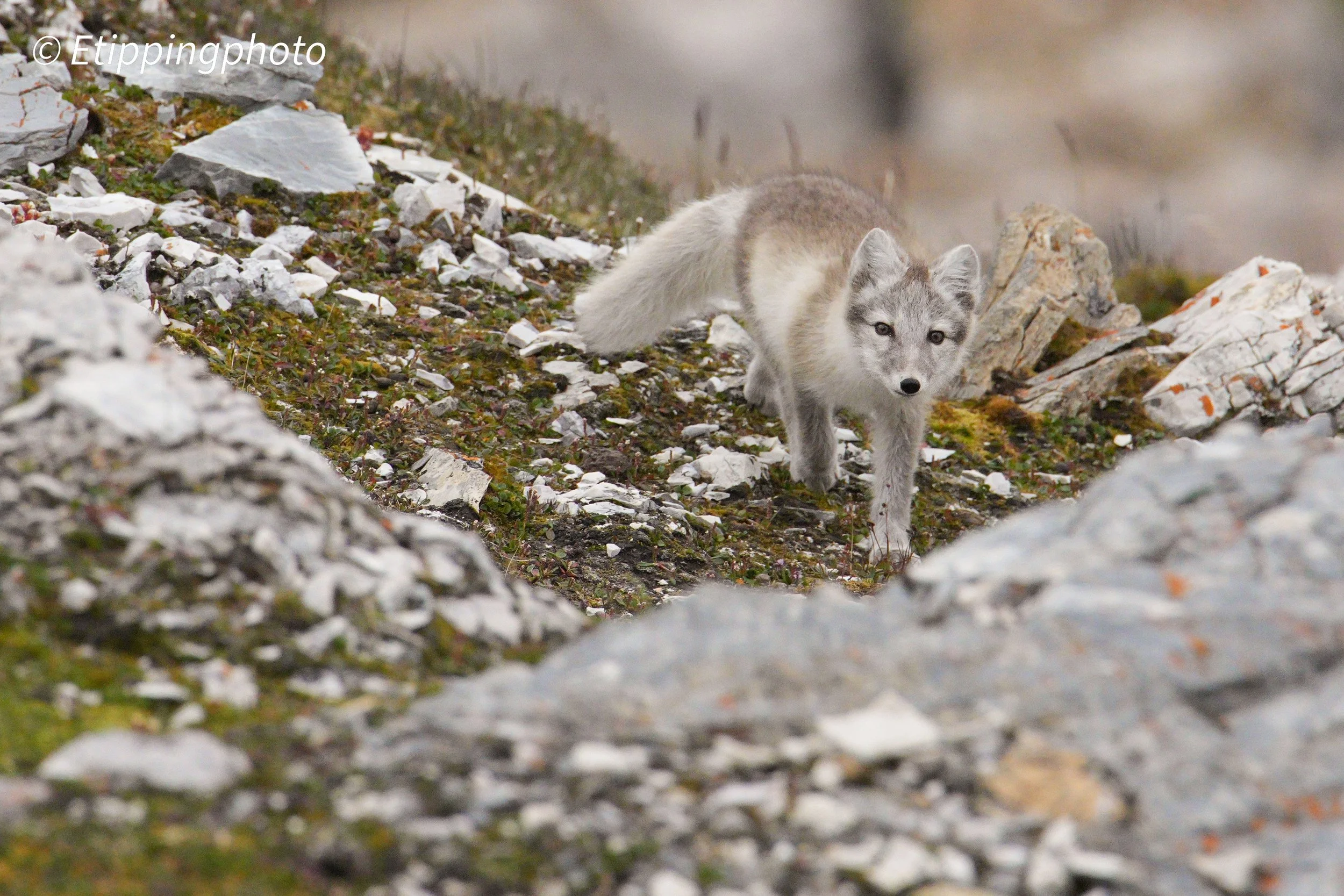 Arctic Fox (Vulpes lagopus) — Svalbard · 600 mm · 1/2000 s · f/8.0 · ISO 6400