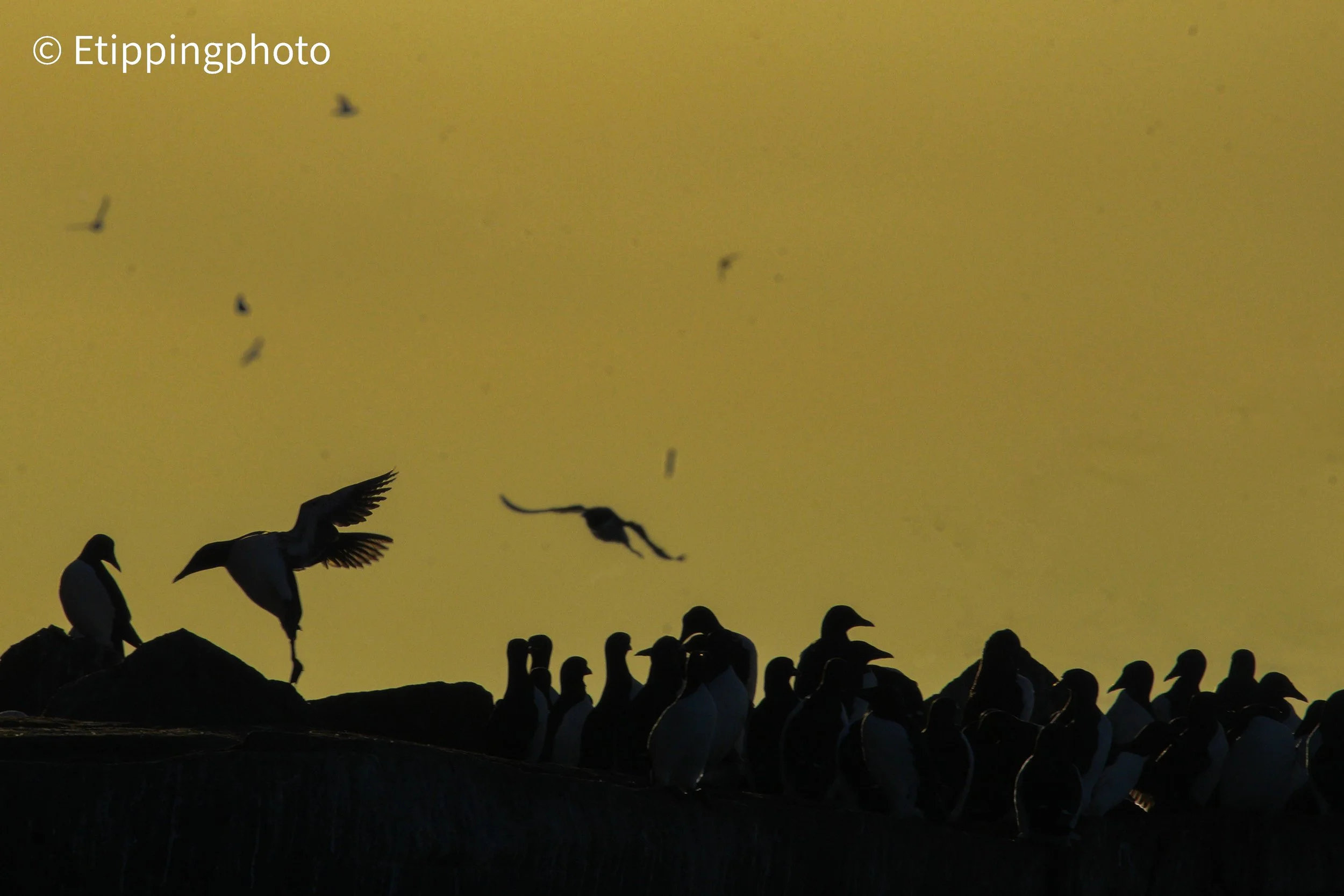 Brünnich’s Guillemots (Uria lomvia), Svalbard
1/1600 s · f/20 · ISO 640