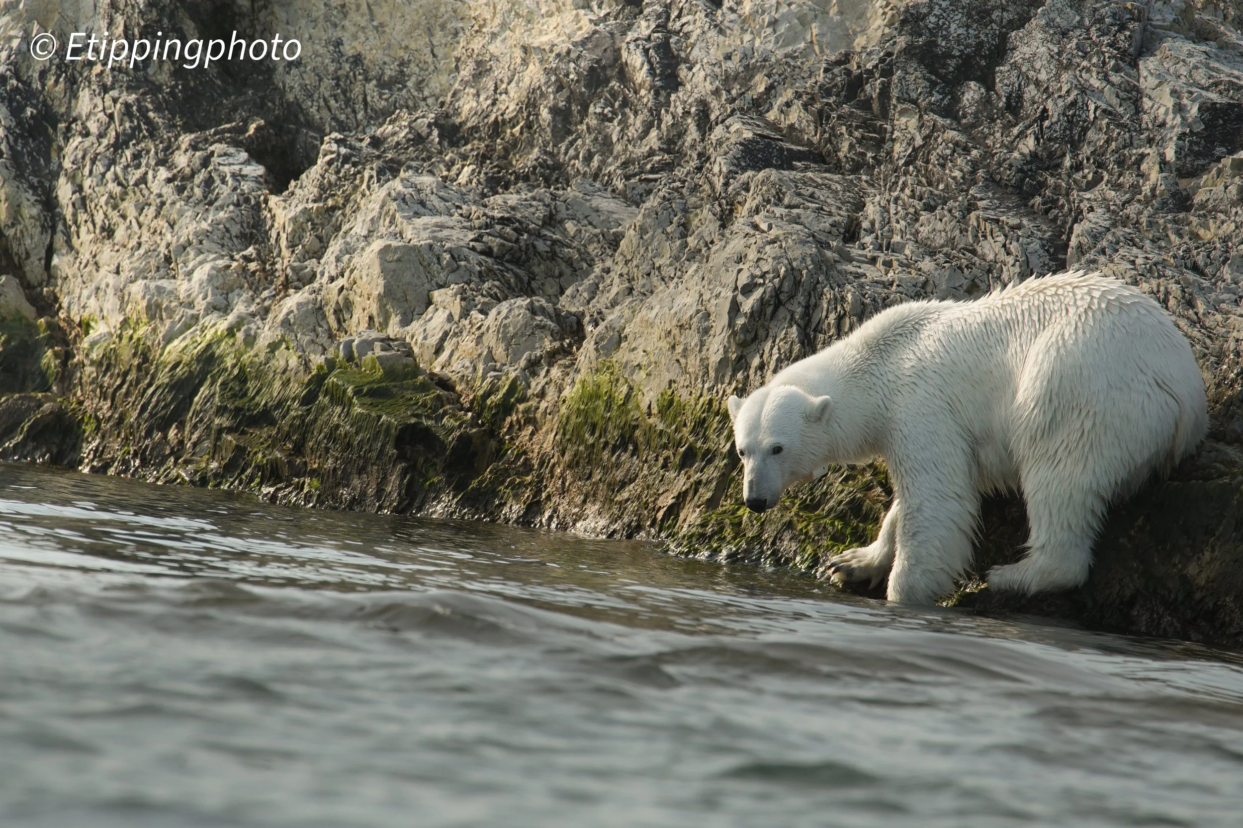 Polar Bear (Ursus maritimus) — Svalbard · 600 mm · 1/1600 s · f/8.0 · ISO 640