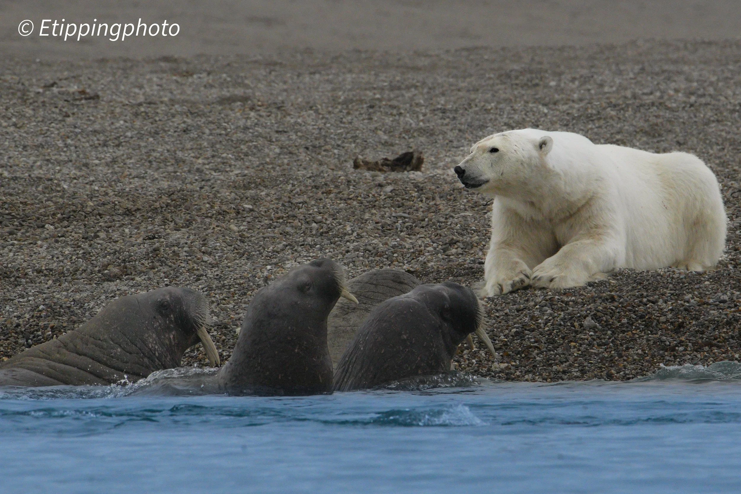 Polar Bear (Ursus maritimus) observing Walruses (Odobenus rosmarus) — Svalbard
1/2000 s · f/14 · ISO 4000