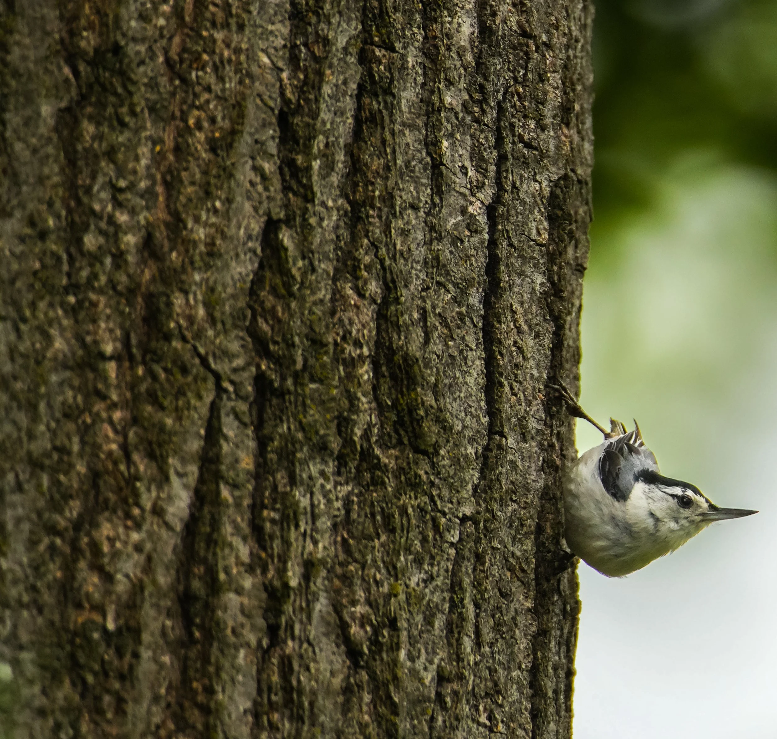 White-breasted Nuthatch (Sitta carolinensis) — New Jersey
600 mm · 1/2500 s · f/6.3 · ISO 1600