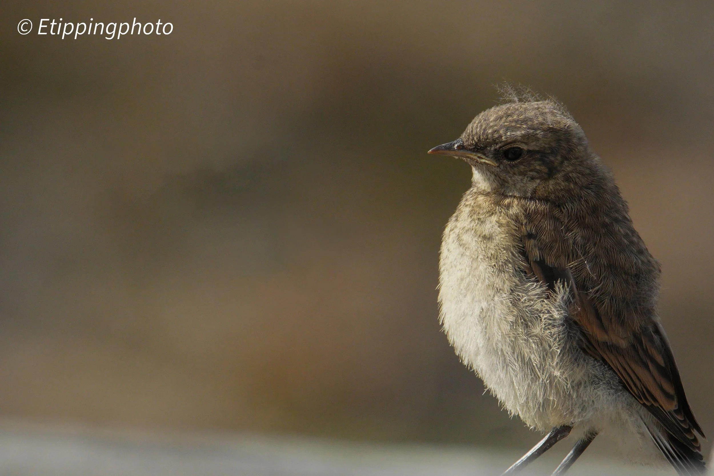 Northern Wheatear (Oenanthe oenanthe) — Svalbard · 600 mm · 1/2000 s · f/8.0 · ISO 1600