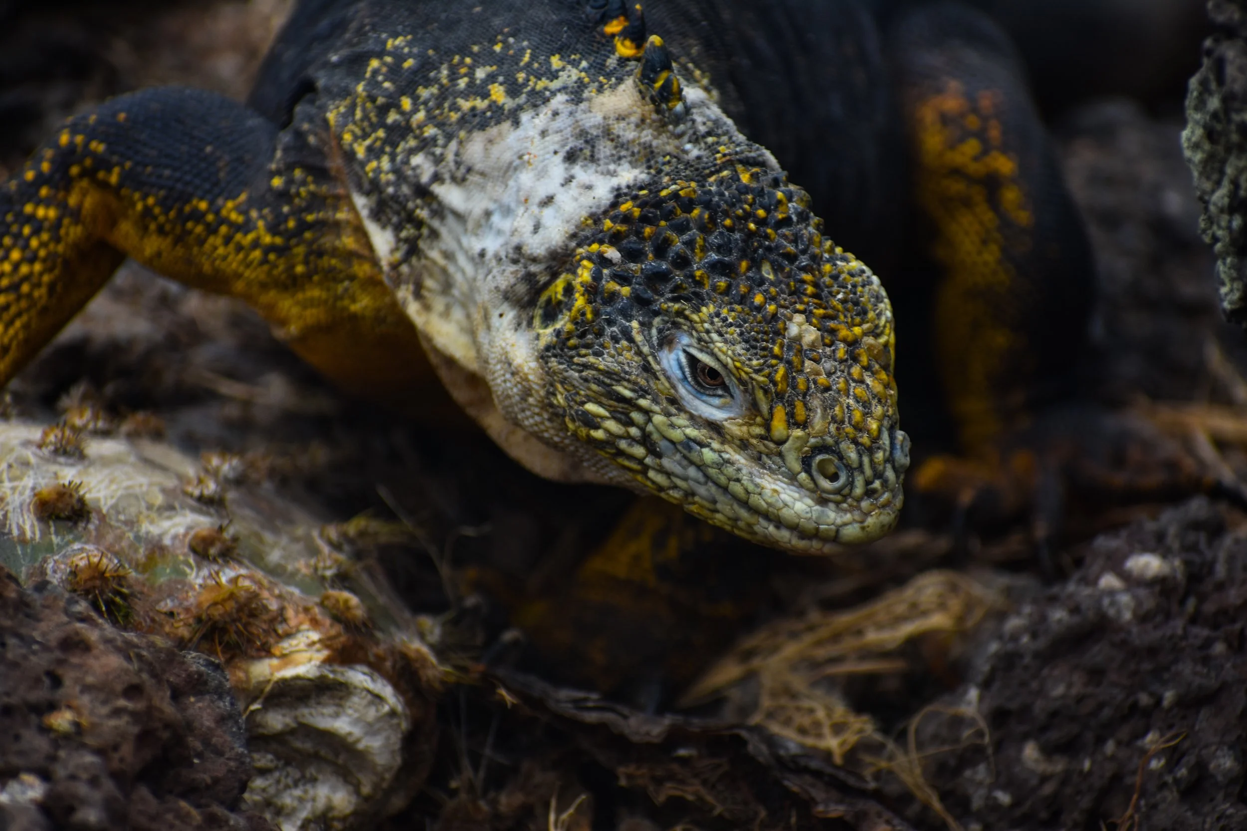 Galapagos + Yasuni NP