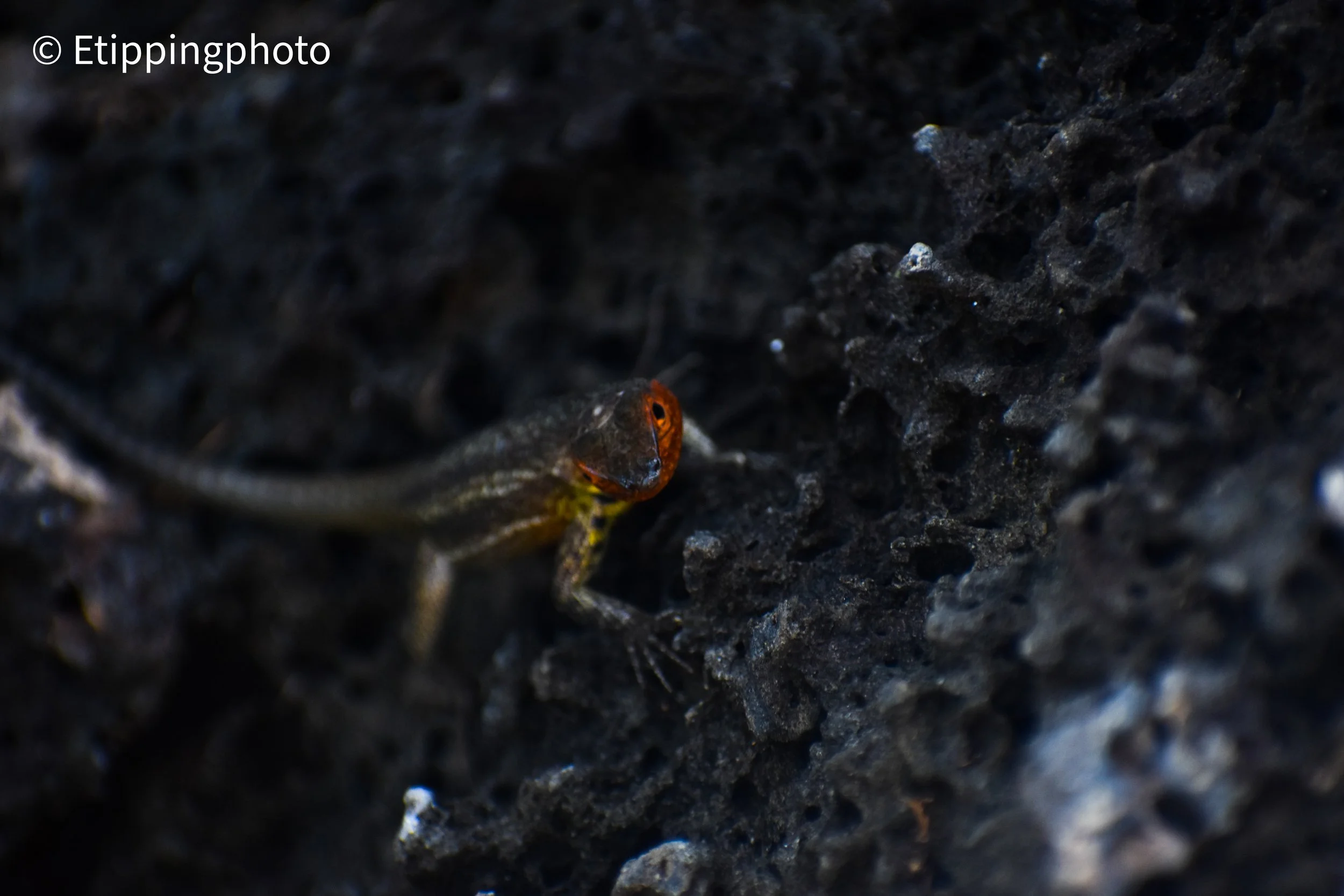 Galápagos Lava Lizard (Microlophus albemarlensis) — Isabela Island, Galápagos
300 mm · 1/500 s · f/6.3 · ISO 400