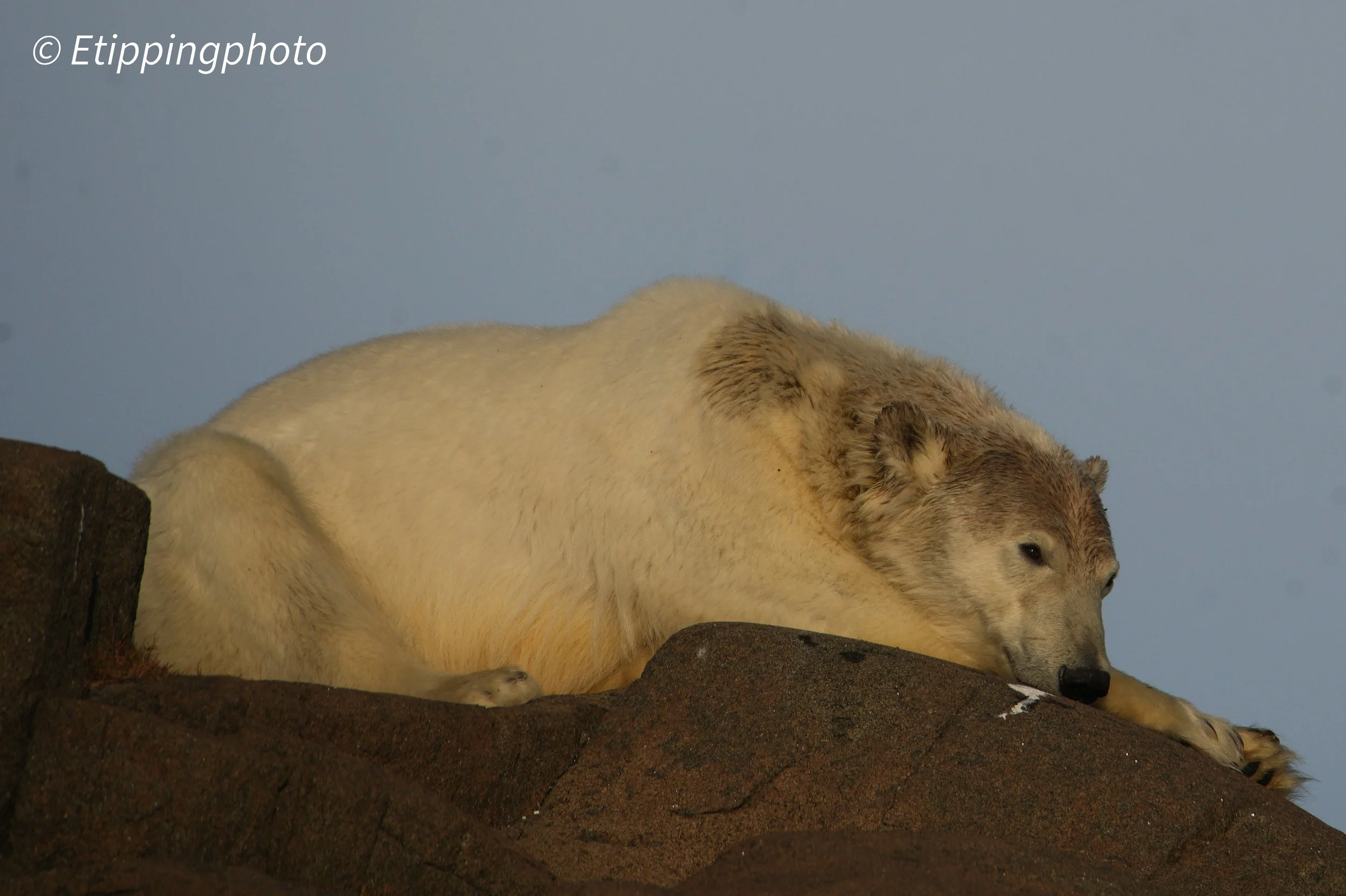 Polar Bear (Ursus maritimus) — Svalbard · 600 mm · 1/2000 s · f/8.0 · ISO 250